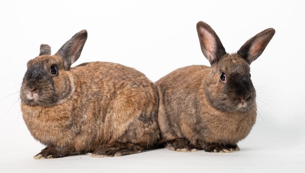 Enlarge Smalls / Biggie, a Adoptable Bunny Rabbit in San Francisco, CA image 6/6