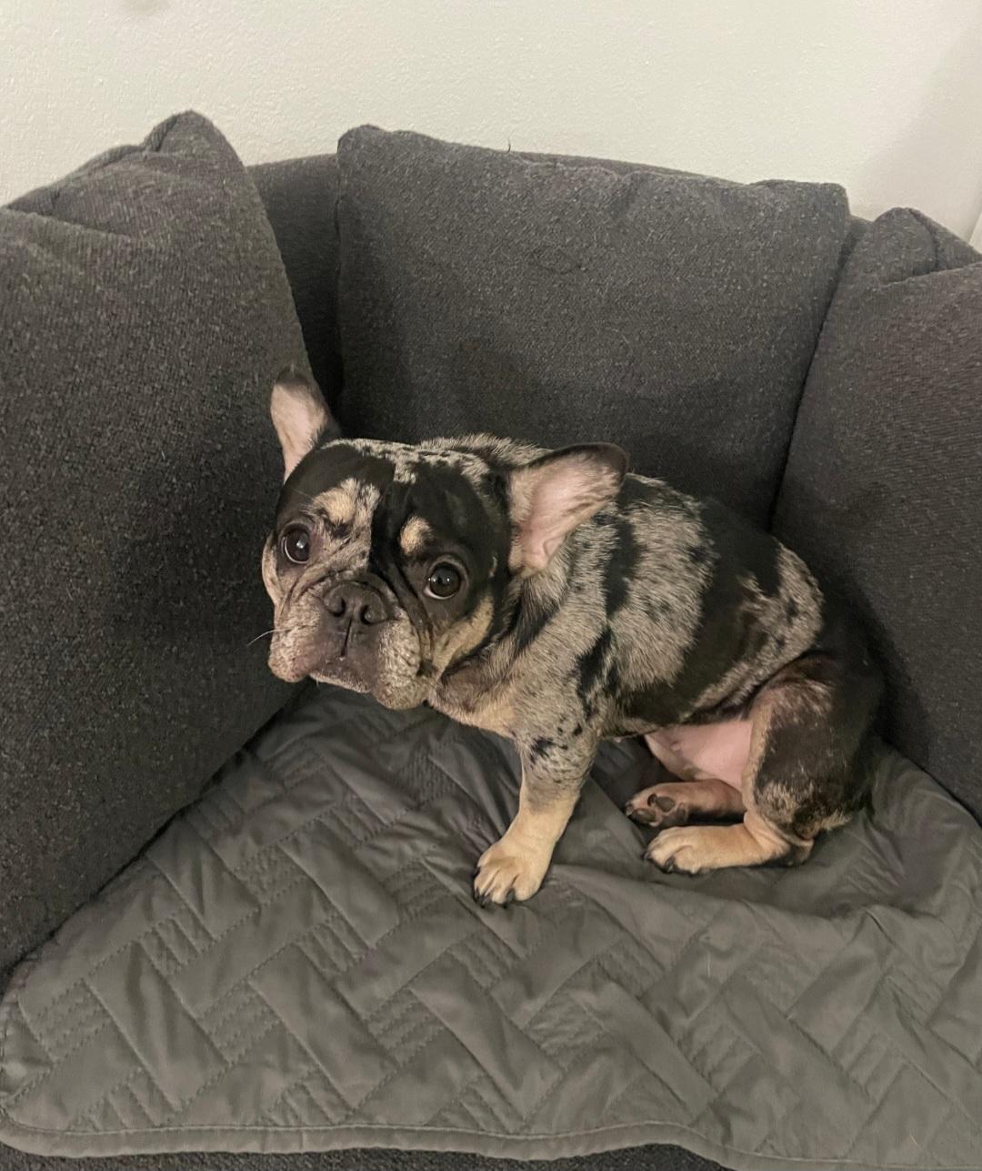 Enlarge Yanko, an adoptable French Bulldog in Jamestown, ND image 5/6