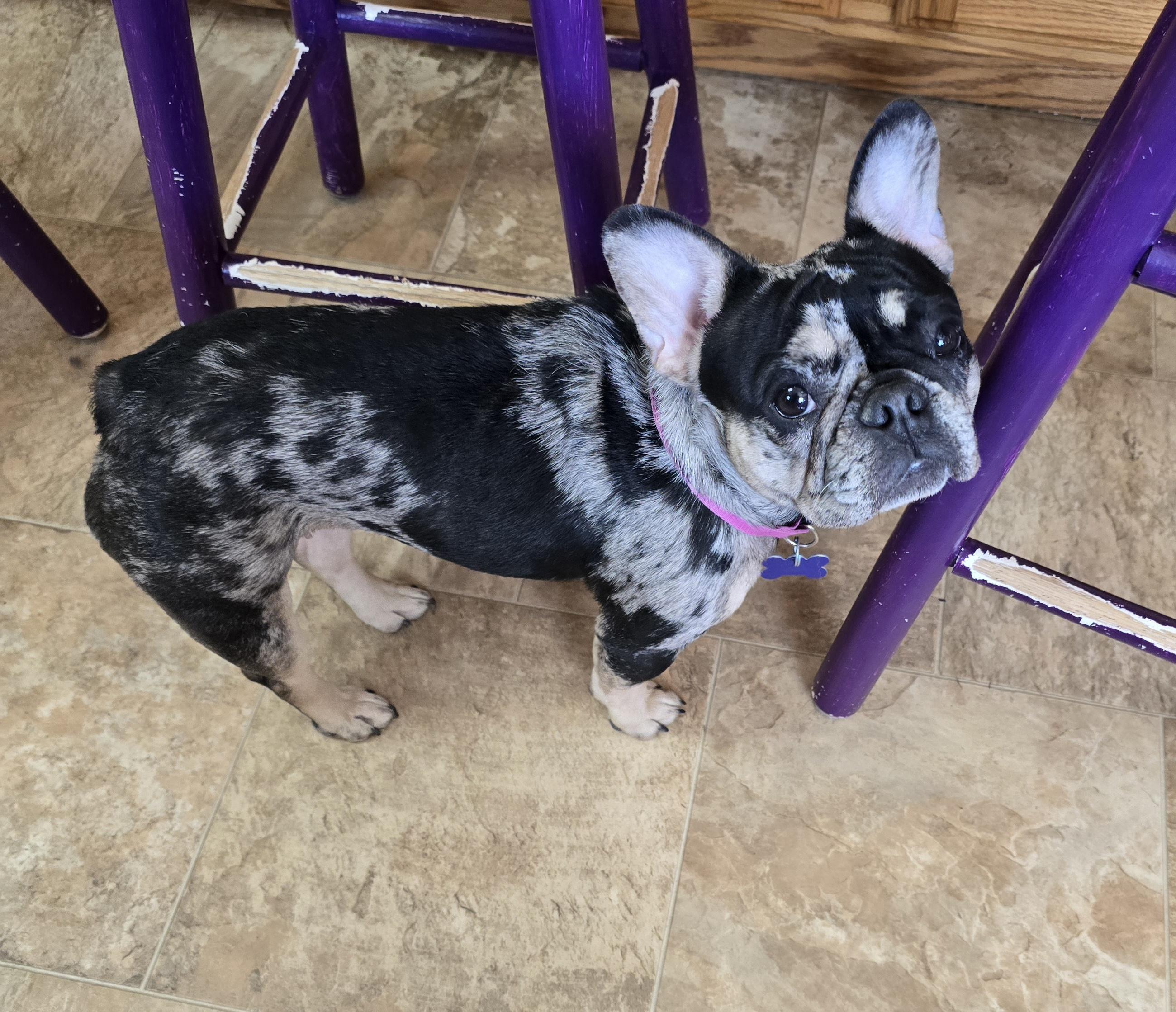 Yanko, adoptable, Adult Female French Bulldog.