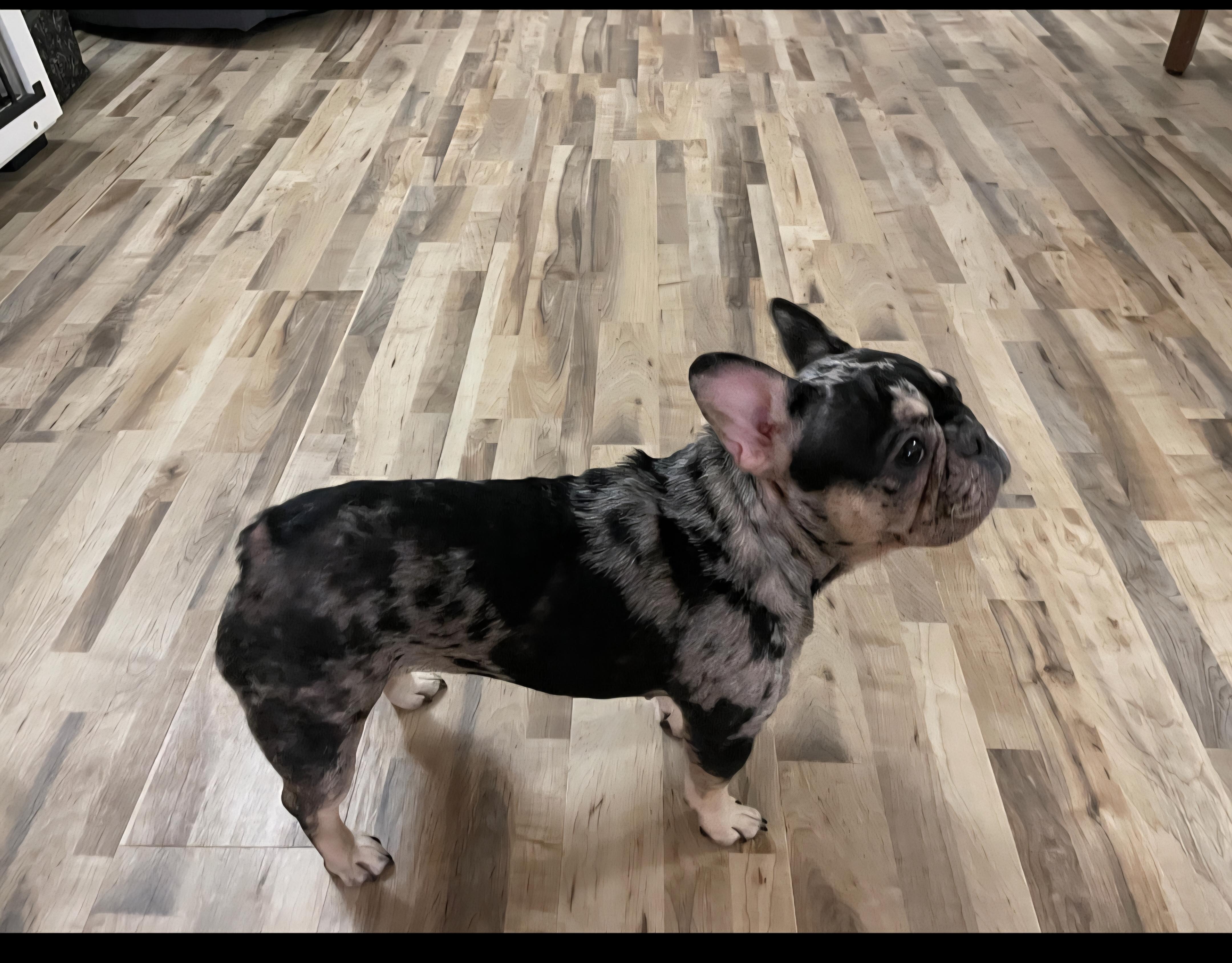 Enlarge Yanko, an adoptable French Bulldog in Jamestown, ND image 2/6