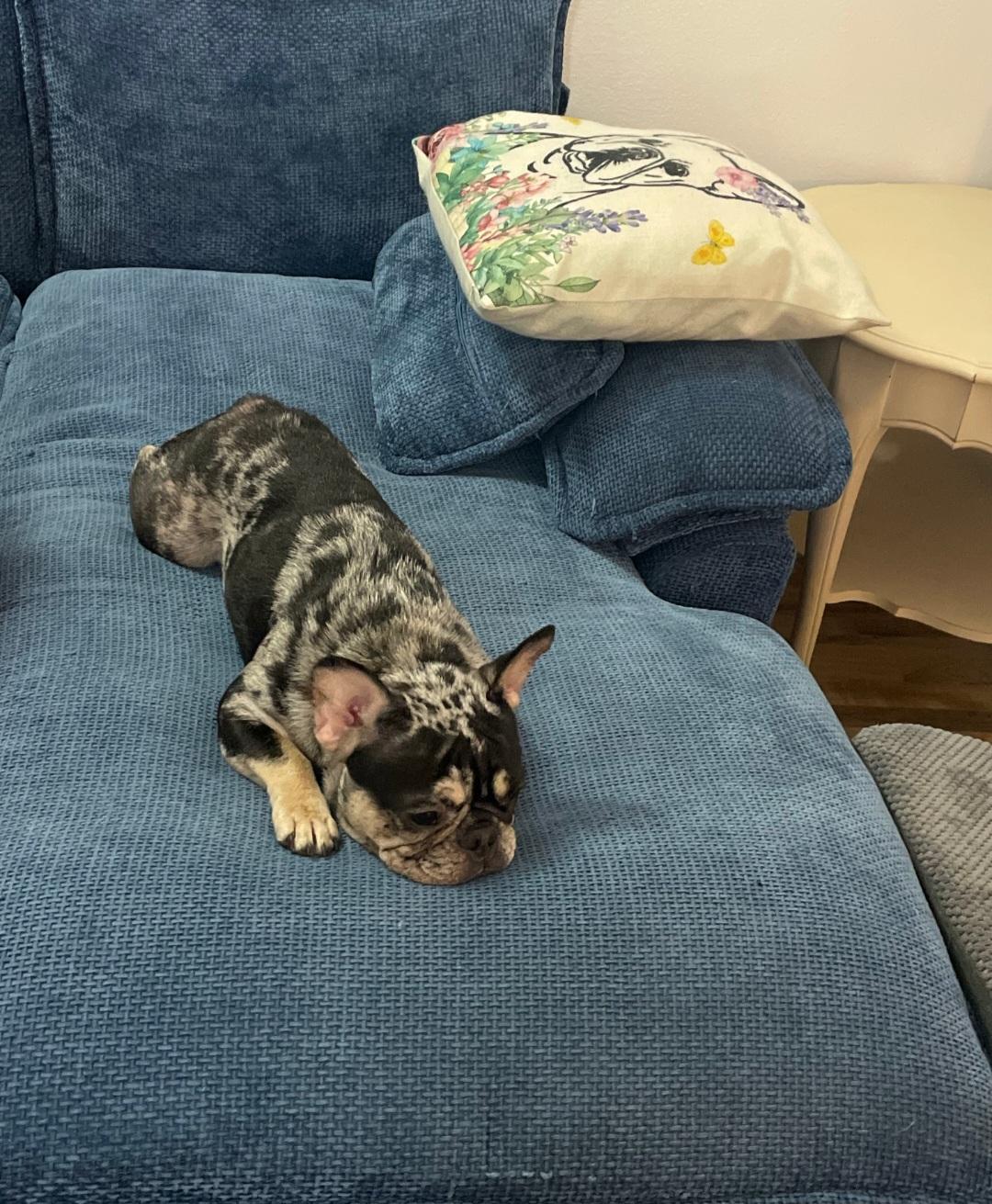 Yanko-*applications pending*??no other applications accepted ??