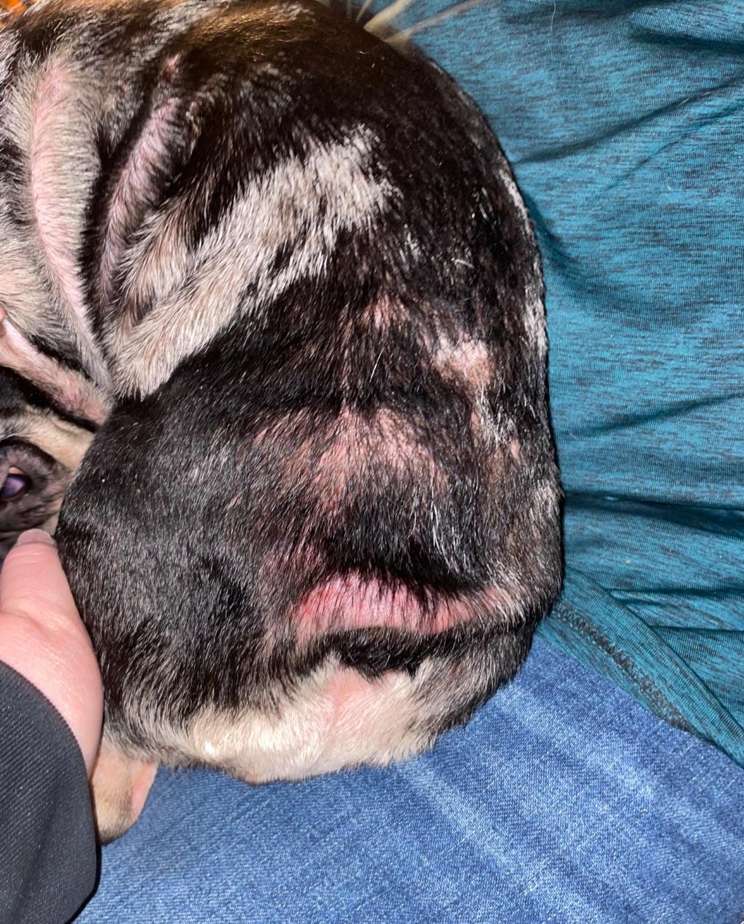 Enlarge Yanko, an adoptable French Bulldog in Jamestown, ND image 6/6