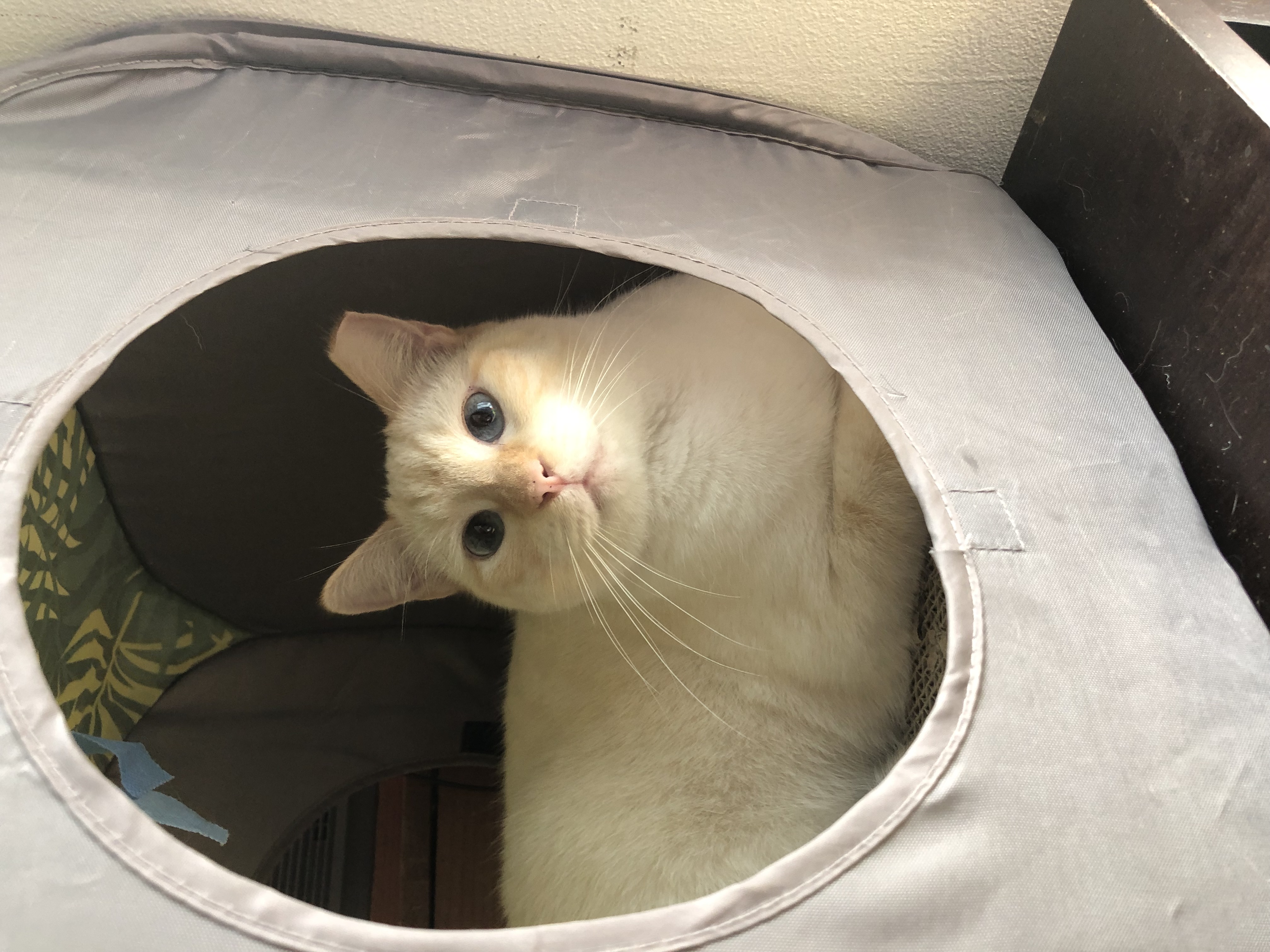 Tina, Adult Female Siamese