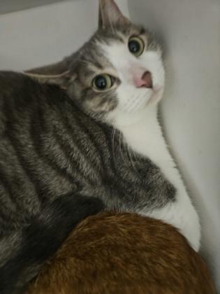 Stella (in foster) — thumbnail 3