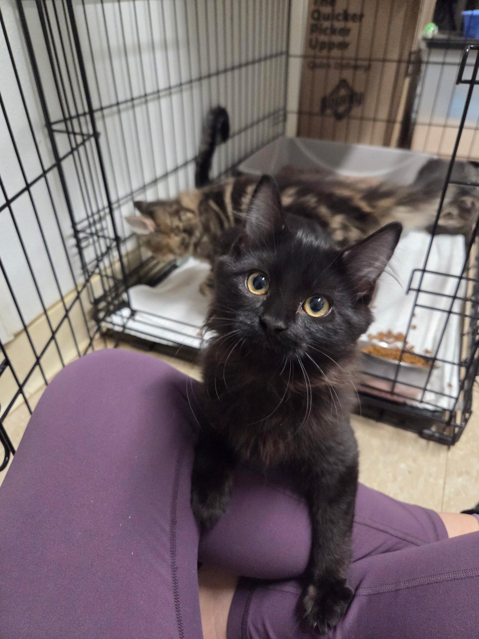 Belly, adopted, Kitten Female Domestic Long Hair.