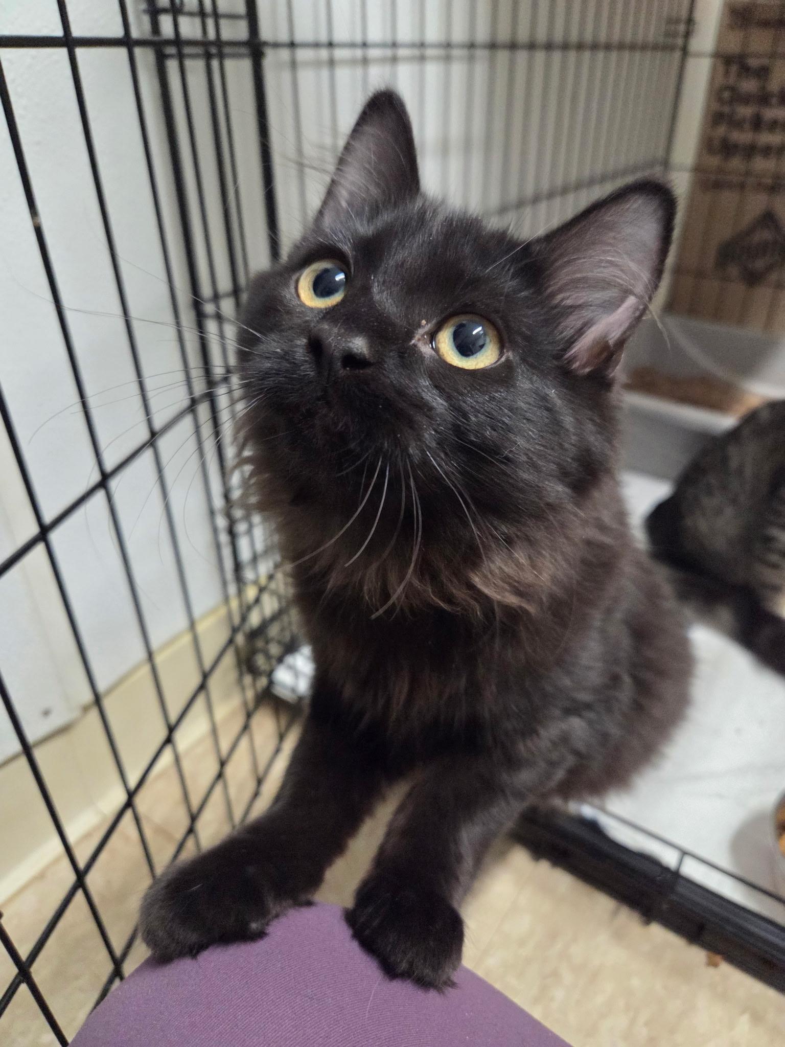 Enlarge Belly, an adopted Domestic Long Hair in Warwick, RI image 2/3