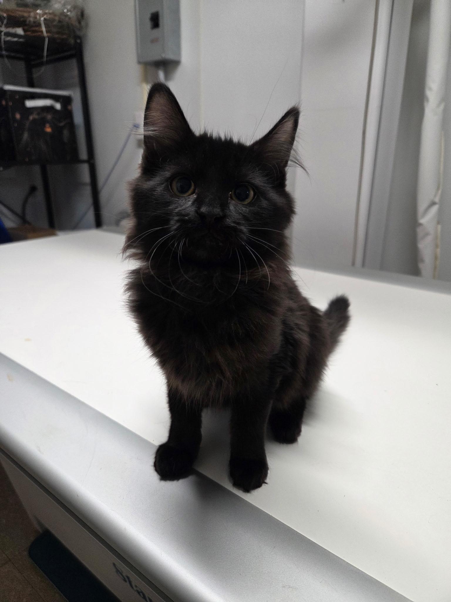 Enlarge Belly, an adopted Domestic Long Hair in Warwick, RI image 3/3