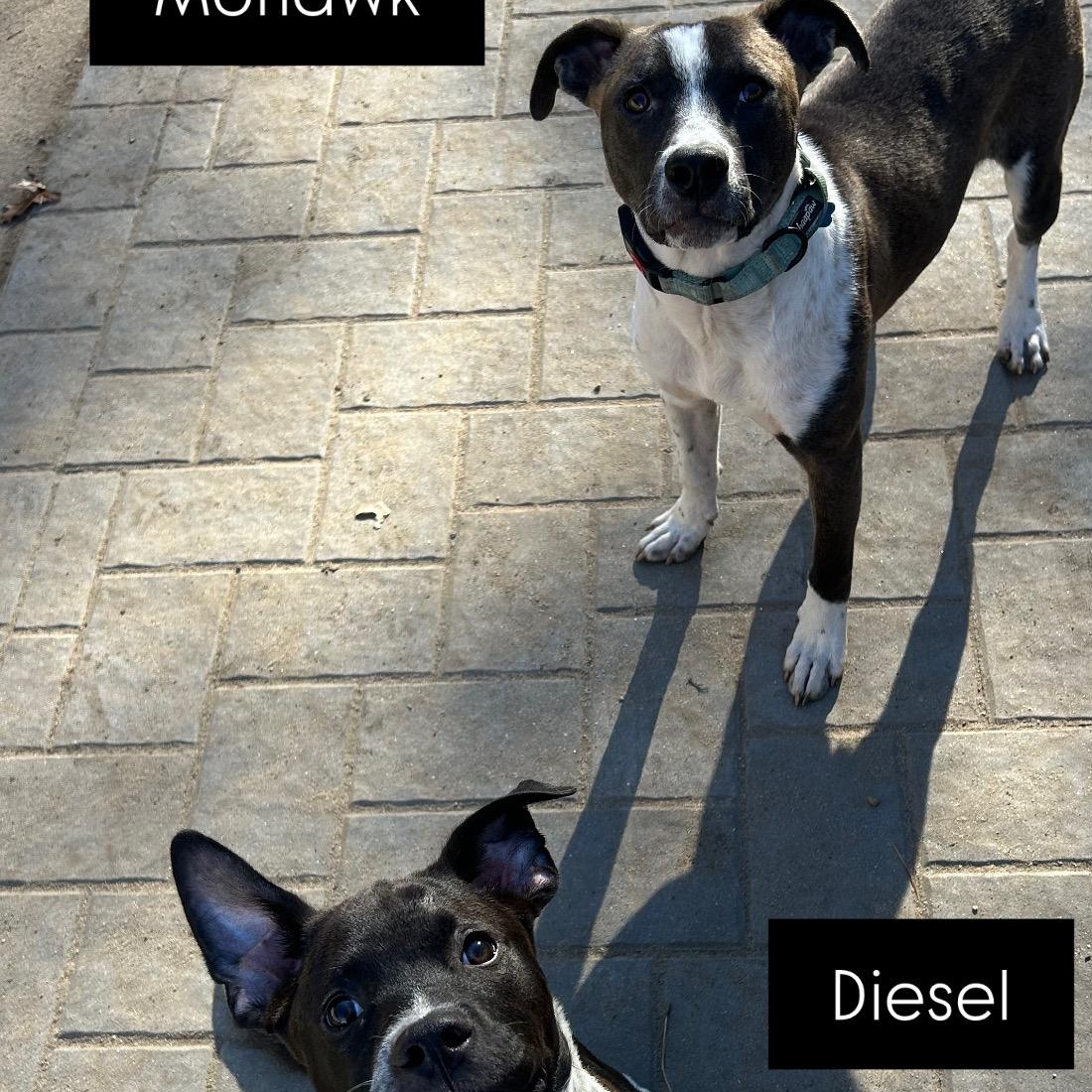 Diesel