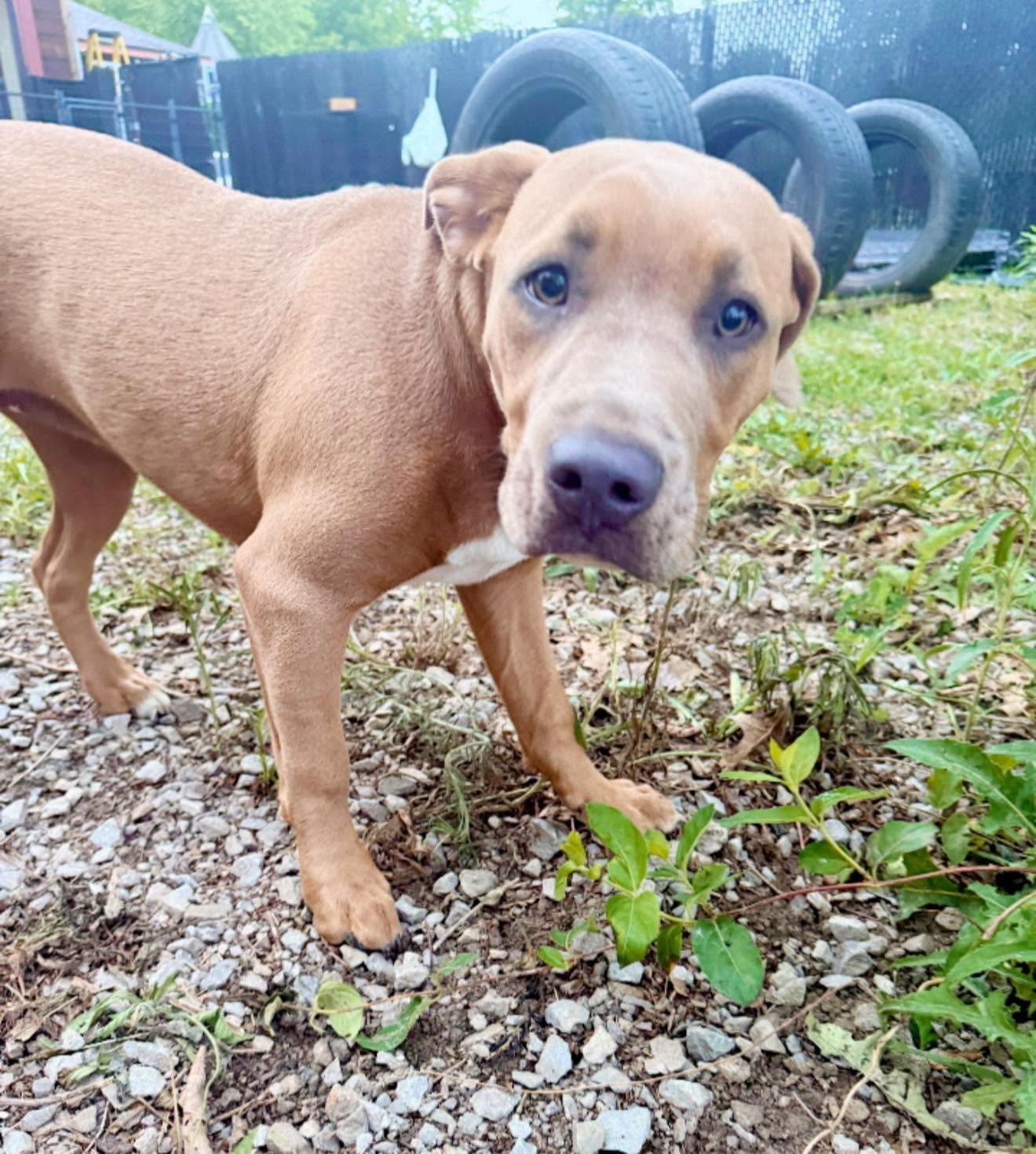 Enlarge Maya, a Adopted Pit Bull Terrier in Royalton, IL image 3/4
