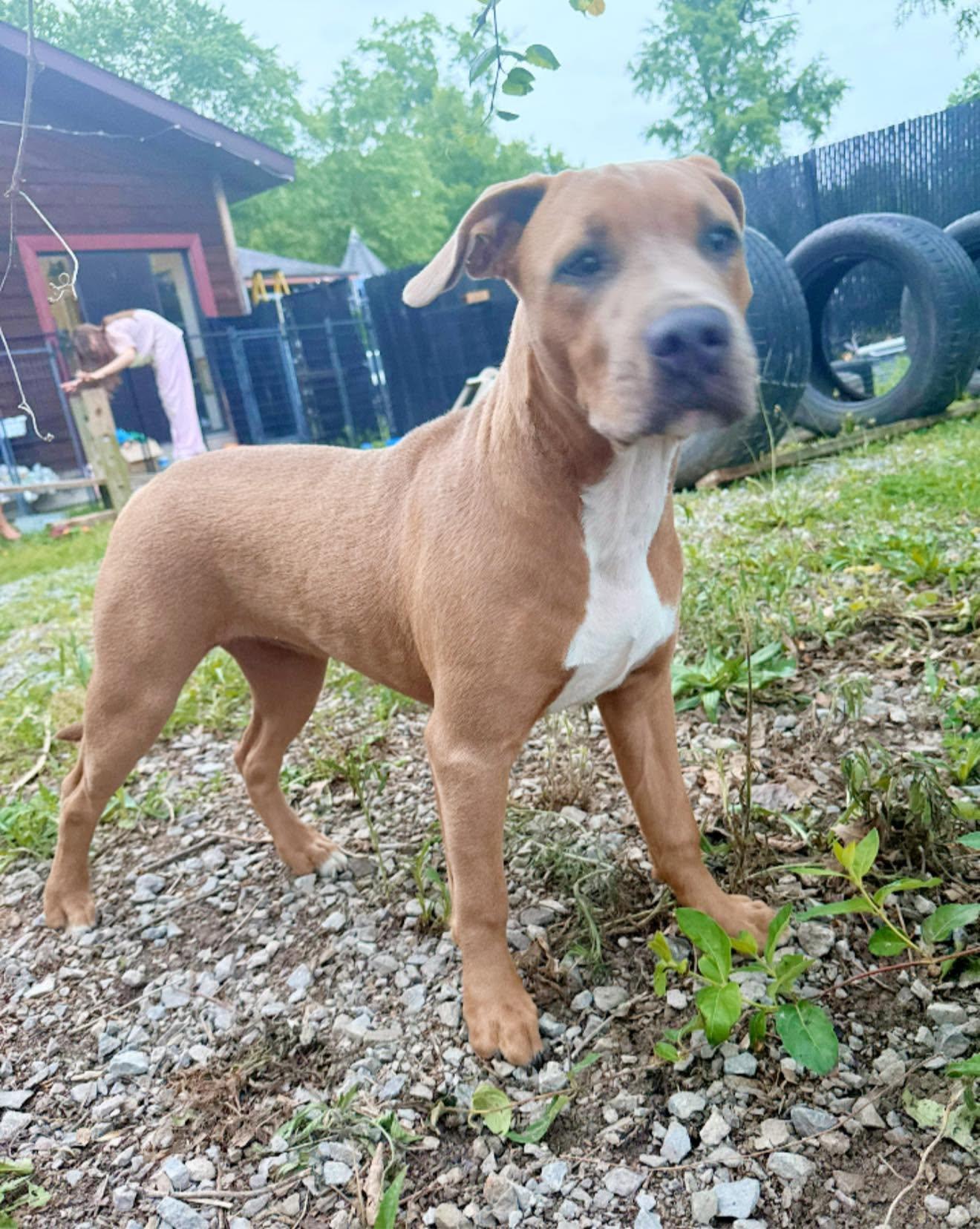 Maya, Adopted, Young Female Pit Bull Terrier.