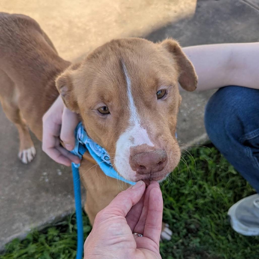 Enlarge Roland, a Adoptable Mixed Breed in Columbiana, AL image 1/6