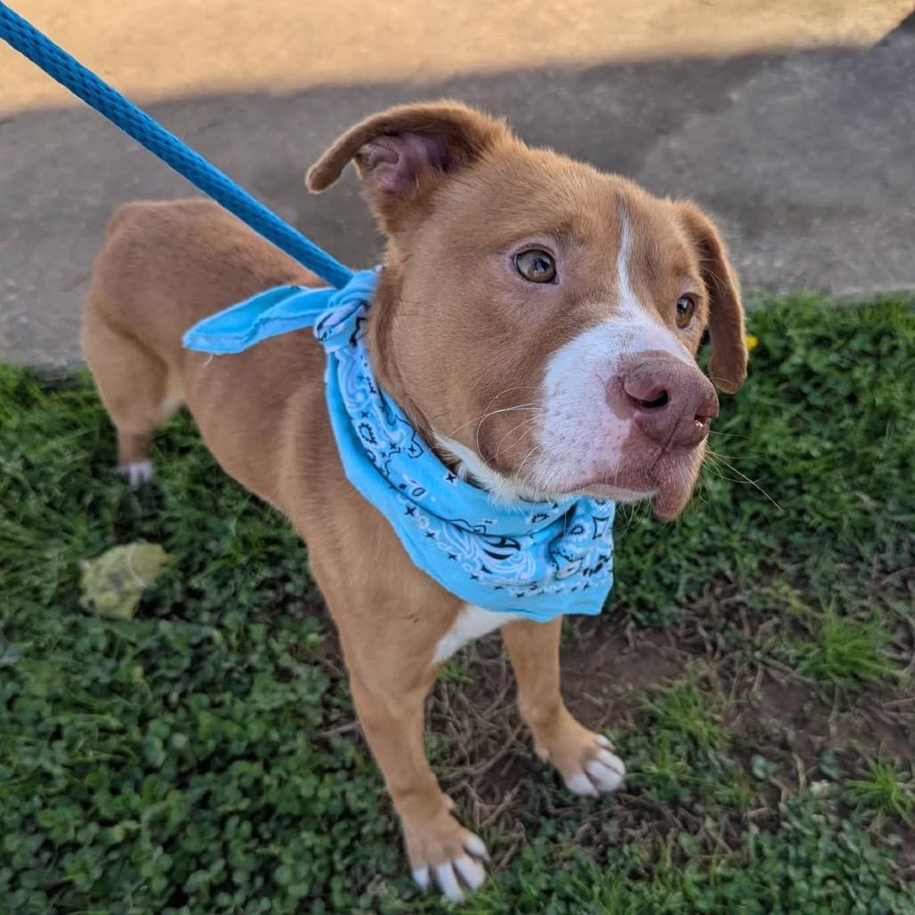 Enlarge Roland, a Adoptable Mixed Breed in Columbiana, AL image 2/6