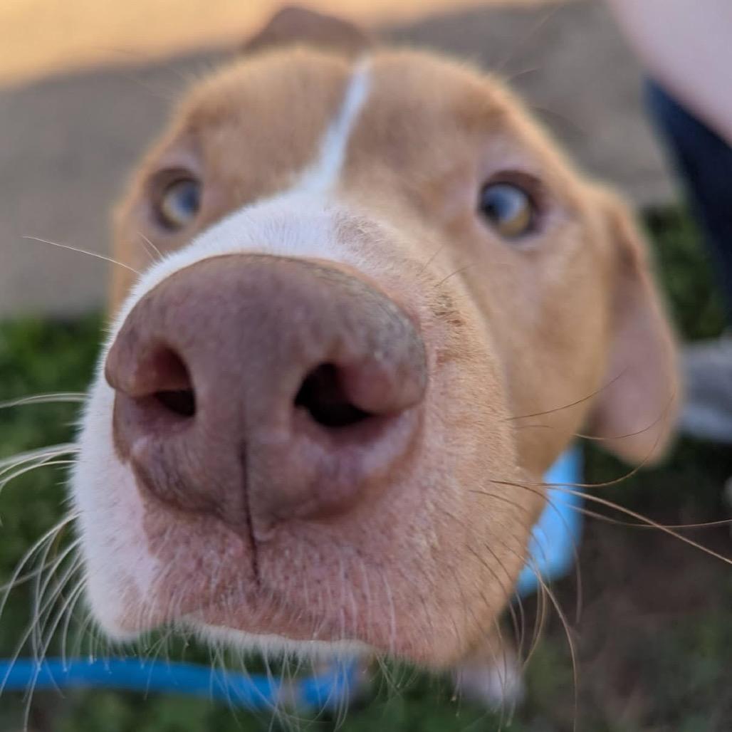 Enlarge Roland, a Adoptable Mixed Breed in Columbiana, AL image 3/6