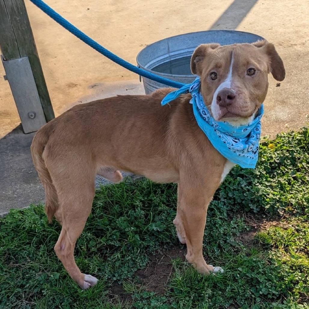 Enlarge Roland, a Adoptable Mixed Breed in Columbiana, AL image 4/6