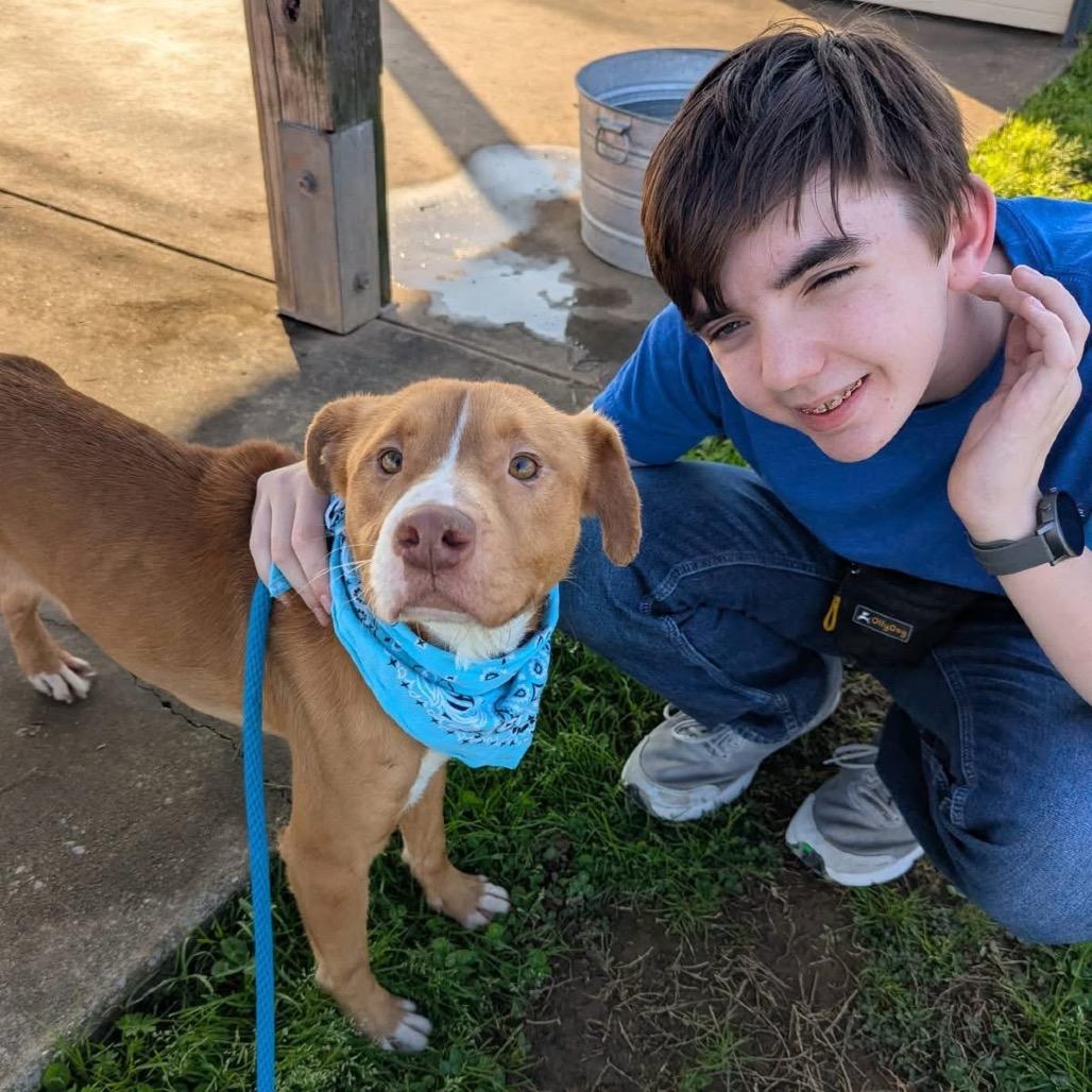 Enlarge Roland, a Adoptable Mixed Breed in Columbiana, AL image 5/6
