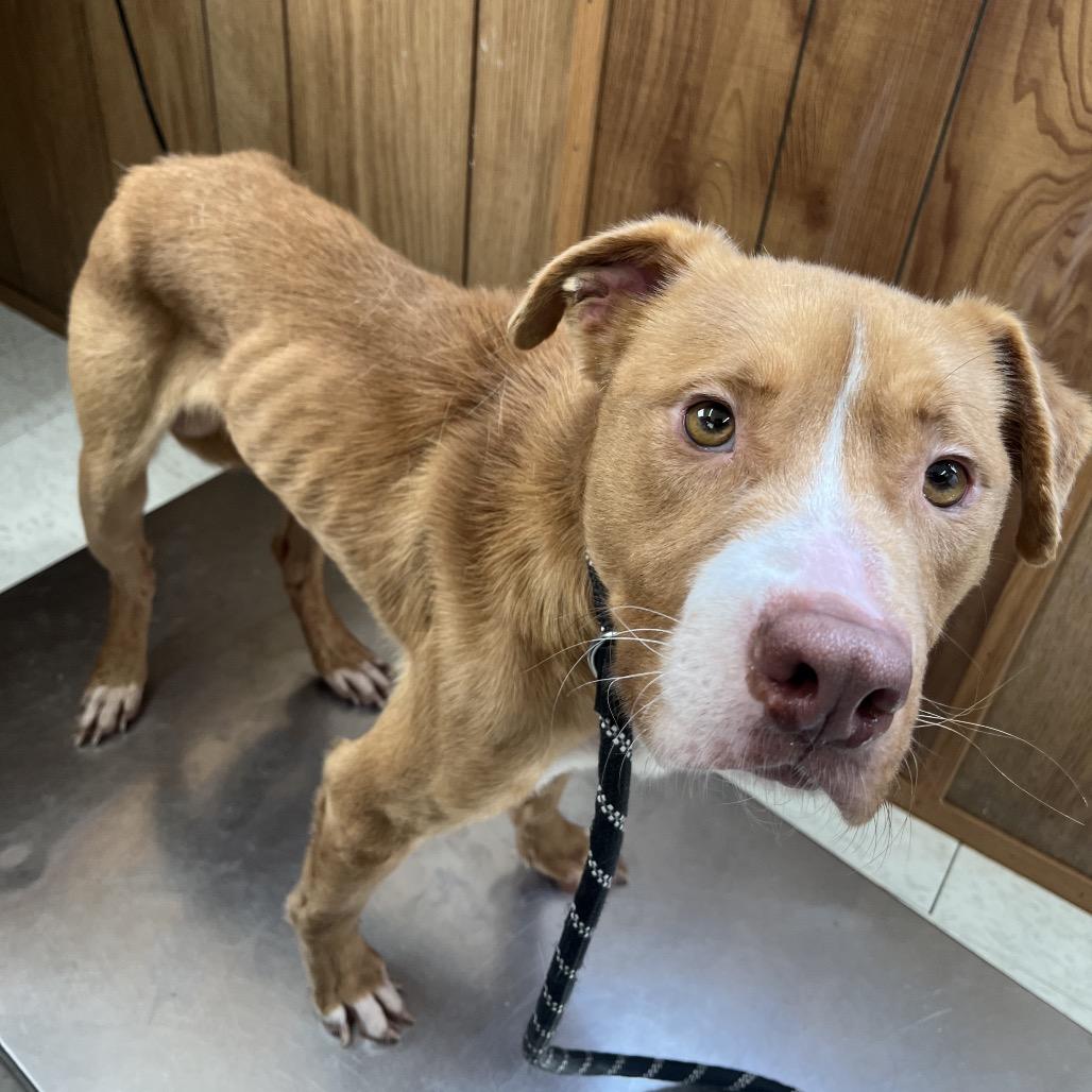 Enlarge Roland, a Adoptable Mixed Breed in Columbiana, AL image 6/6