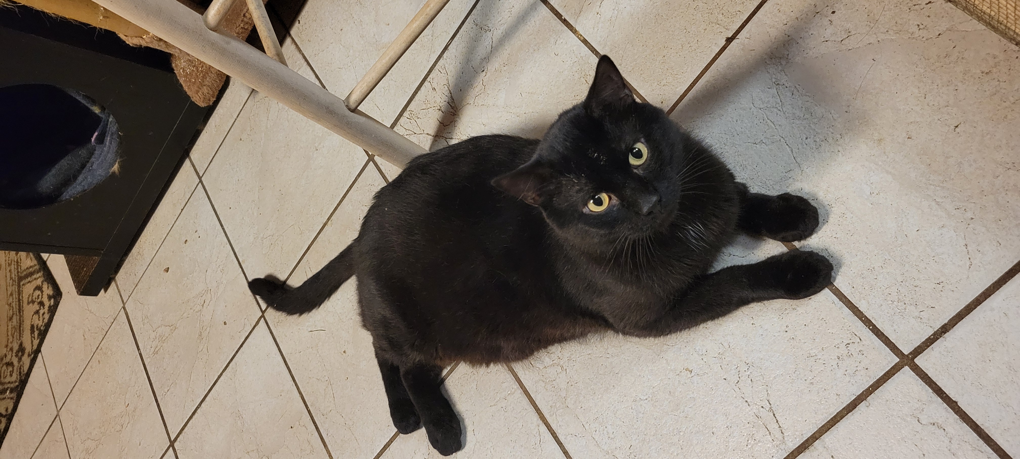 Enlarge Bi, a Adoptable Tabby in Coventry, CT image 4/5