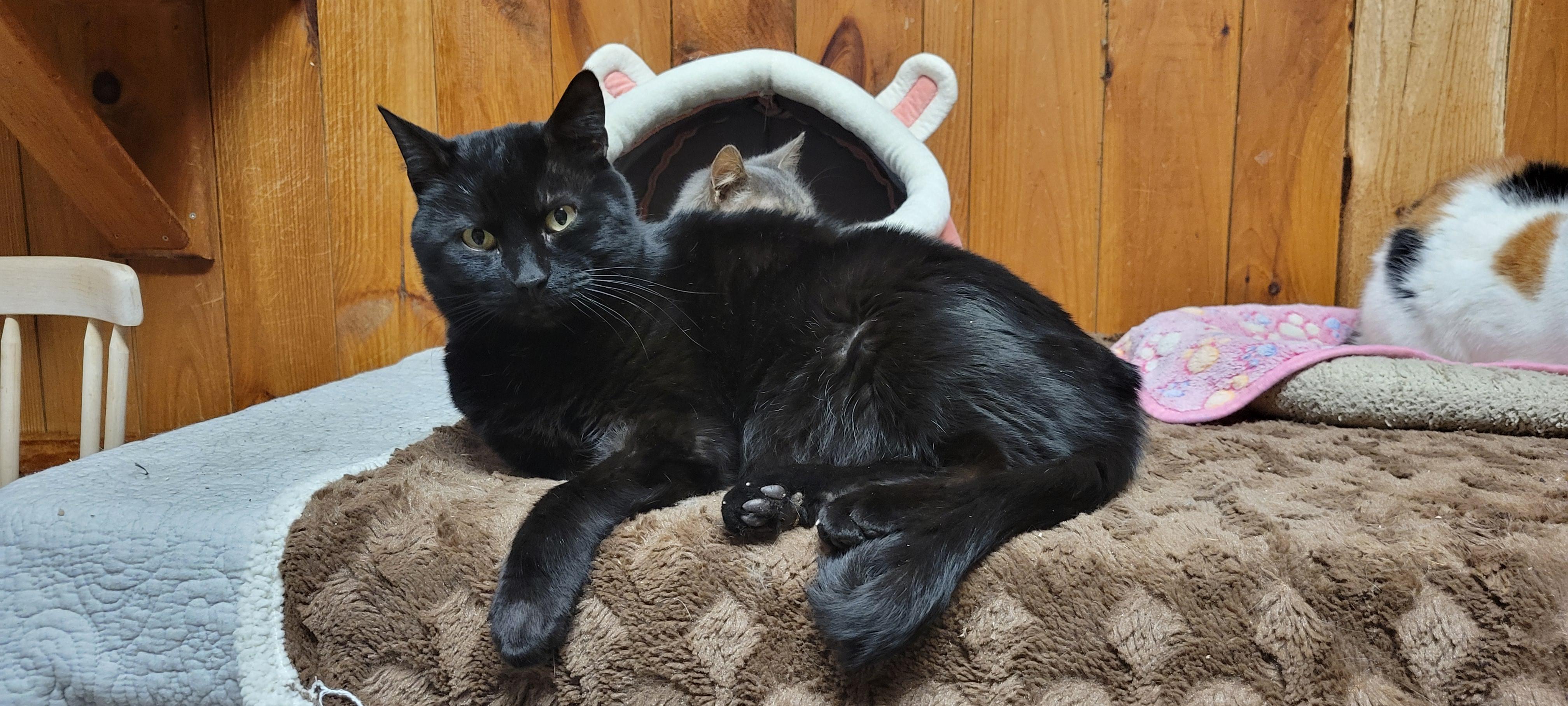 Enlarge Bi, a Adoptable Tabby in Coventry, CT image 2/5