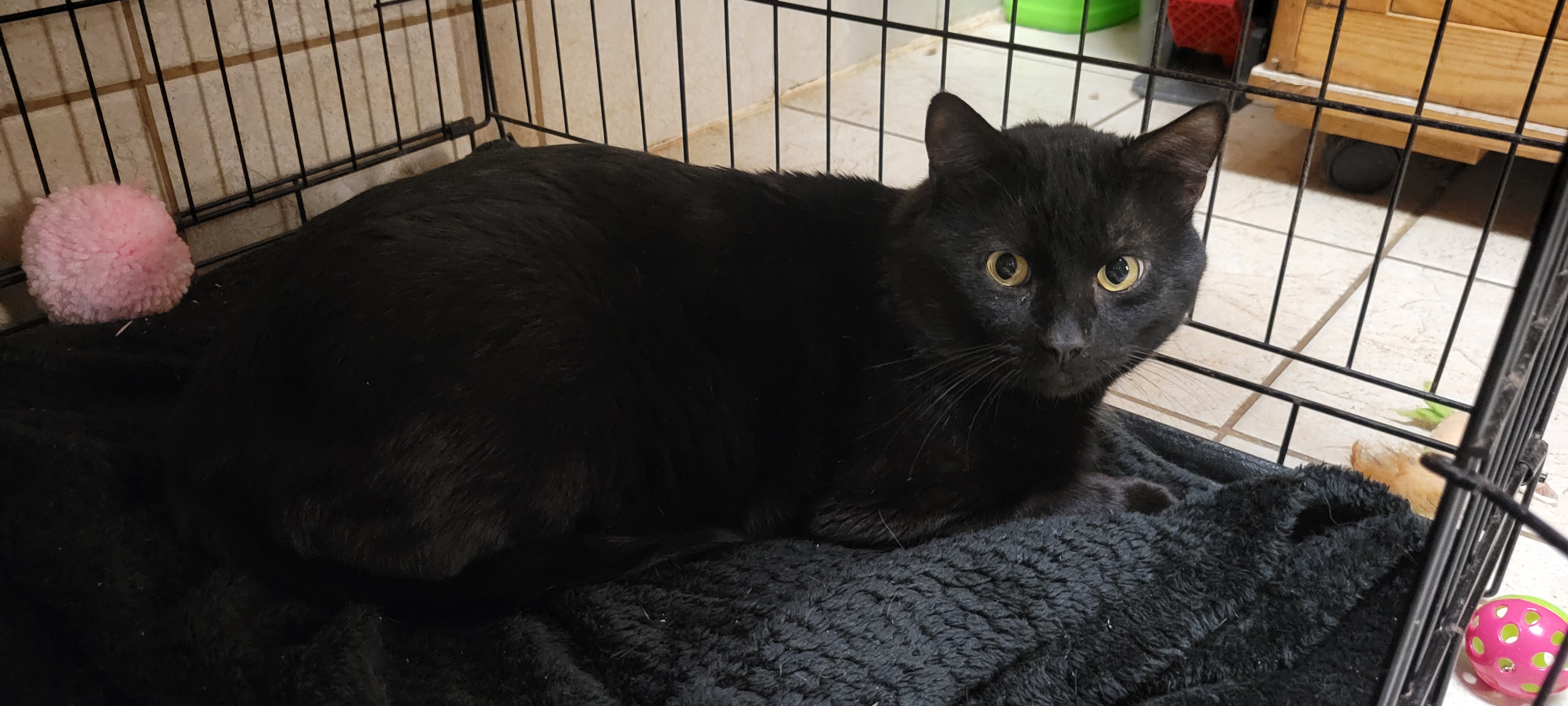 Enlarge Bi, a Adoptable Tabby in Coventry, CT image 5/5