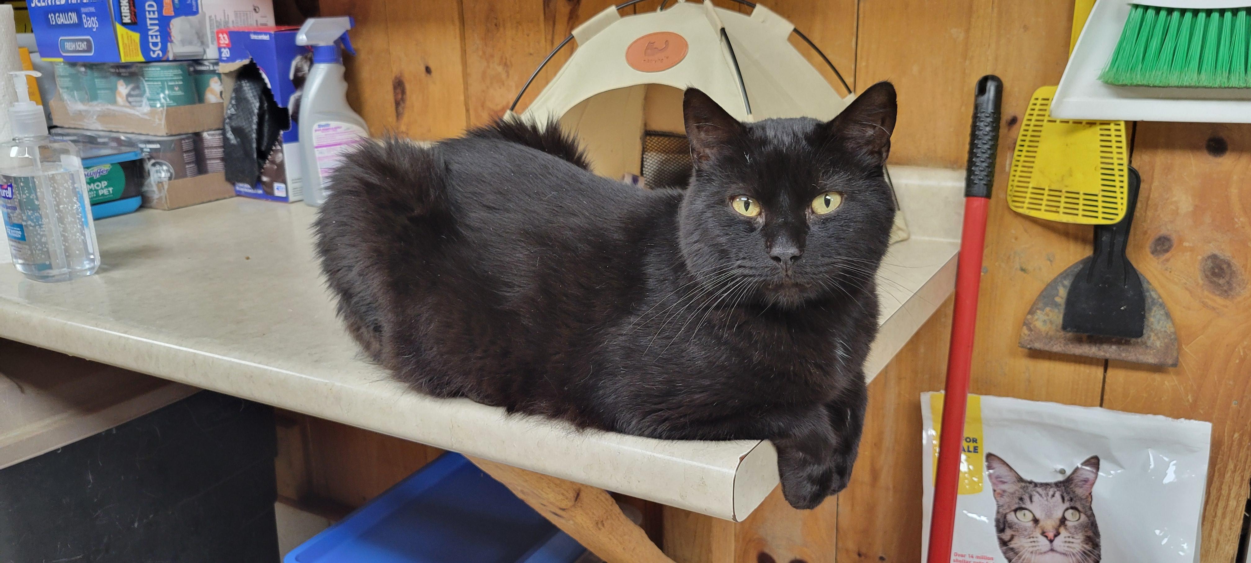 Enlarge Bi, a Adoptable Tabby in Coventry, CT image 1/5