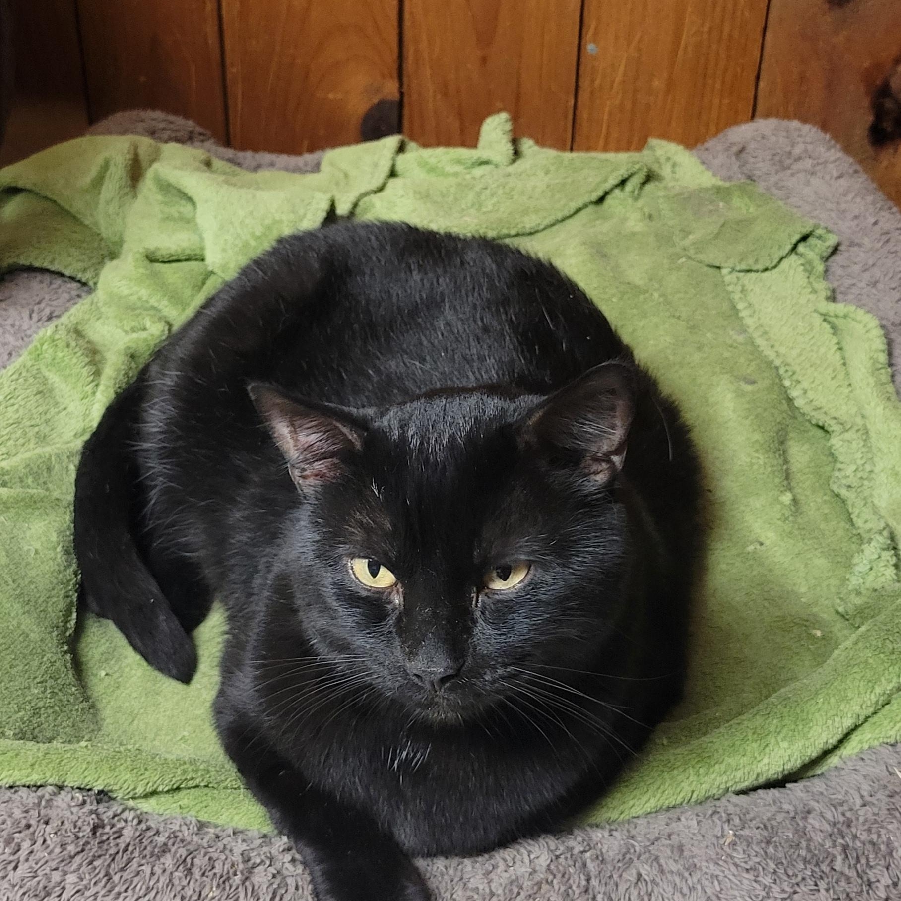 Enlarge Bi, a Adoptable Tabby in Coventry, CT image 3/5