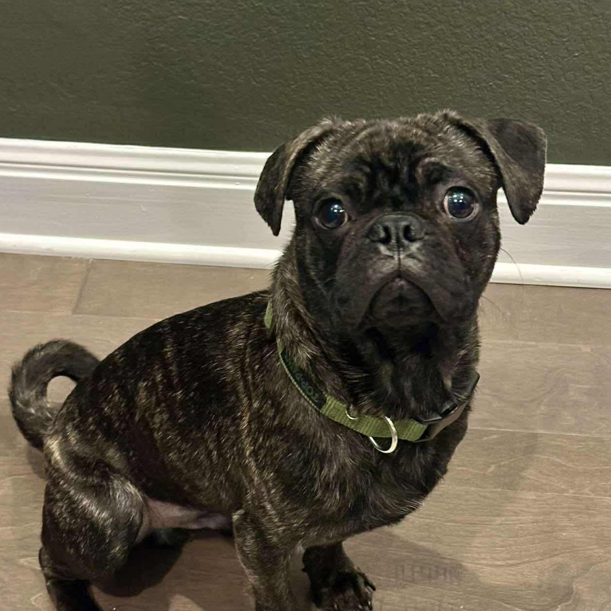 Xavi, adopted, Young Male Pug & French Bulldog.