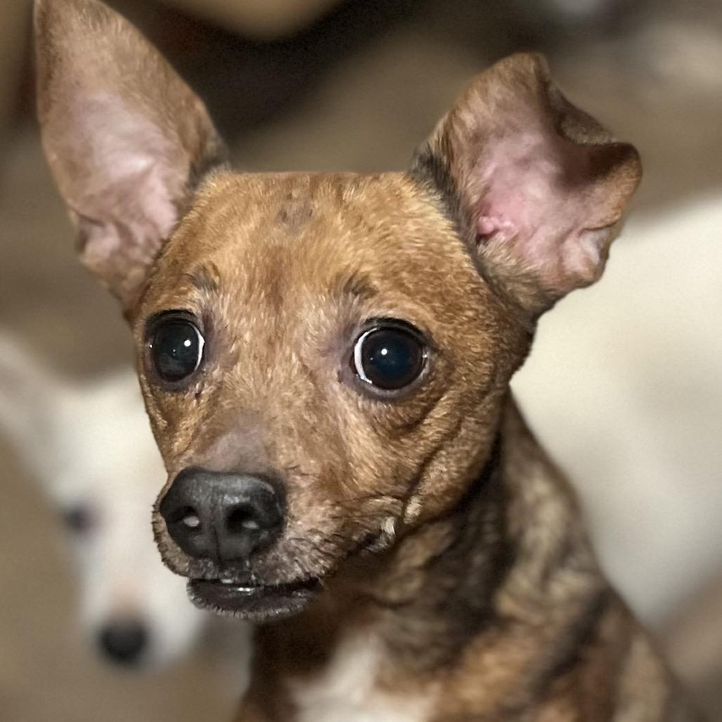 Pepper, Adoptable, Adult Male Dachshund & Chihuahua.