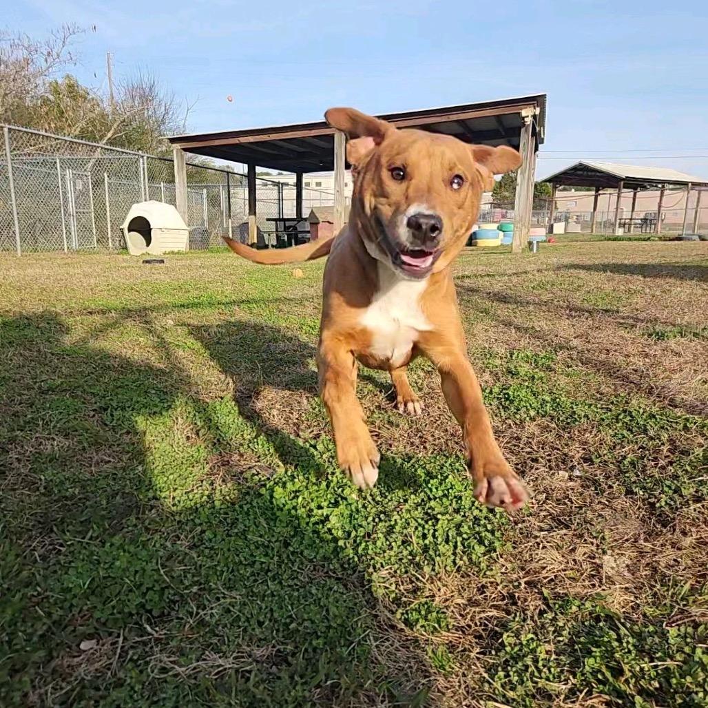 Carrot, Adoptable, Young Male Mixed Breed.