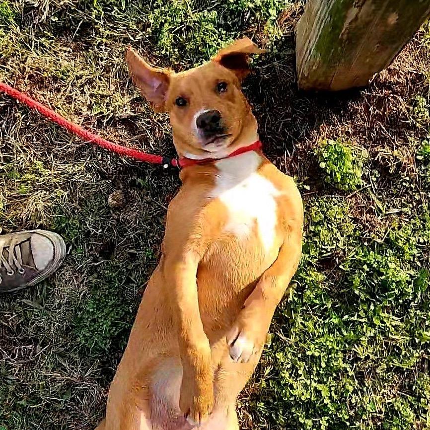 Enlarge Carrot, a Adoptable Mixed Breed in Columbiana, AL image 2/5