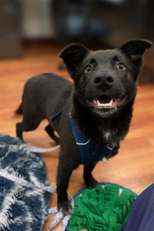 Enlarge Spirit, a Adopted German Shepherd Dog in Elk Grove, CA image 1/1