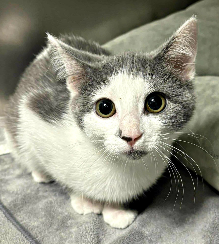 Cat for adoption Josephine, a Domestic Short Hair Mix in Lexington