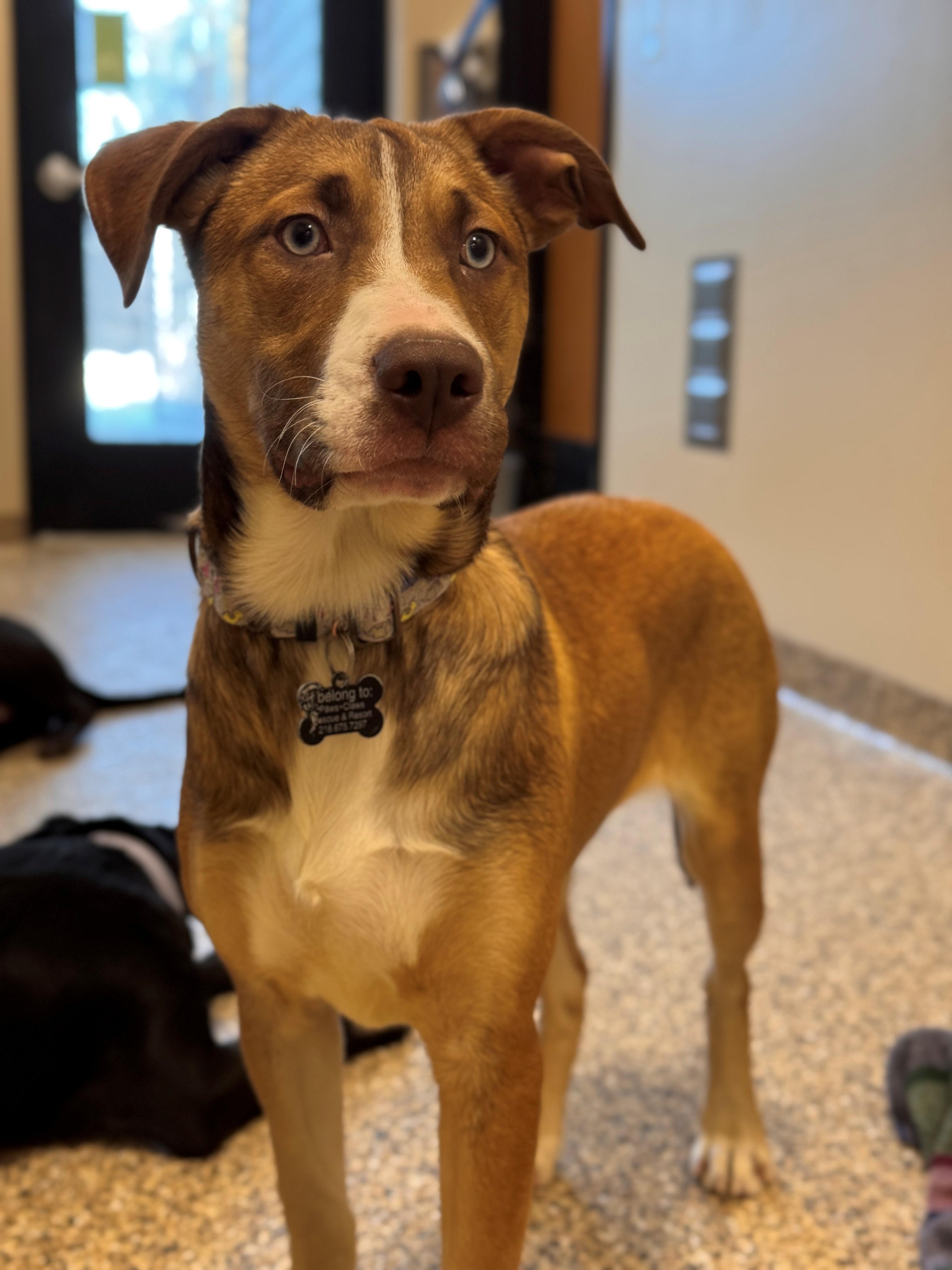 Bolt, ADOPTABLE, Young Female German Shepherd Dog & Husky.