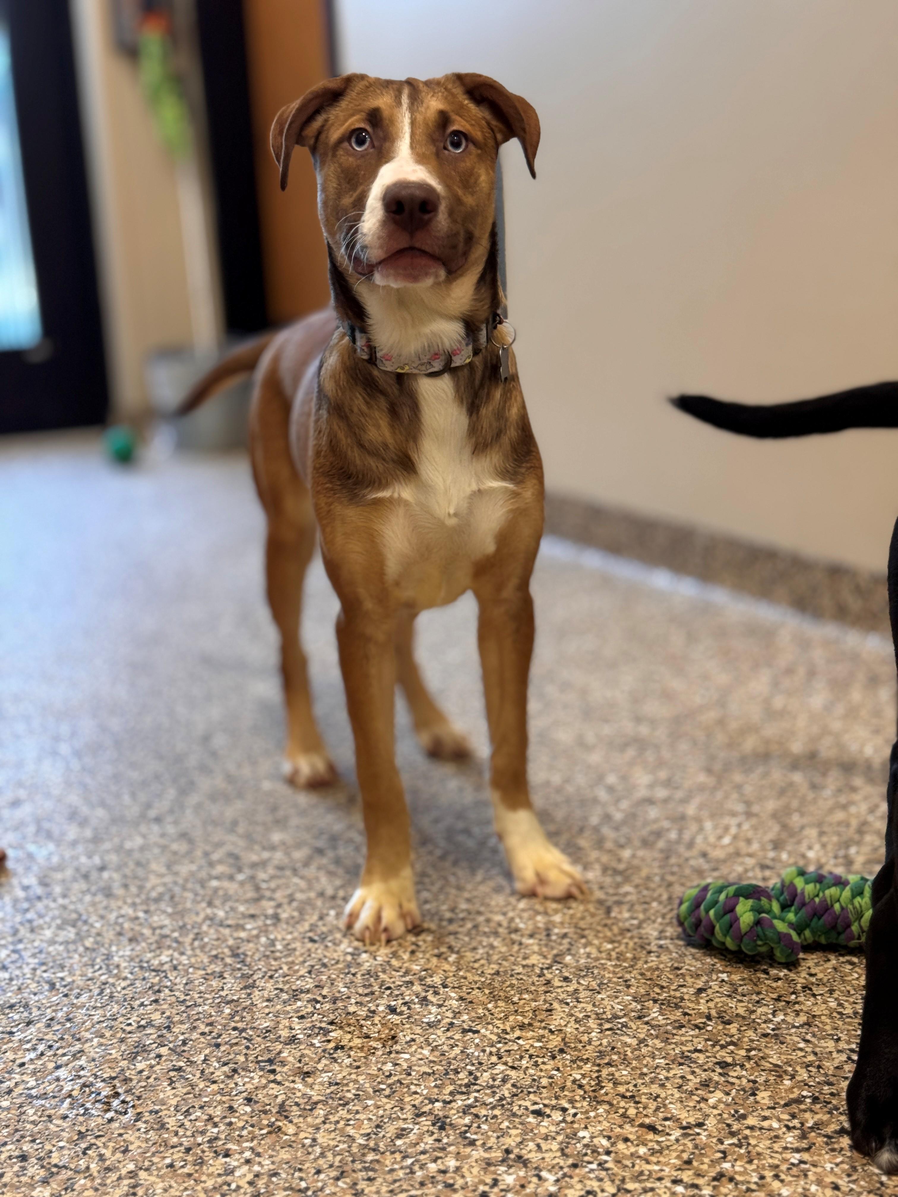 Enlarge Bolt, a ADOPTABLE mixed breed in Hackensack, MN image 5/6