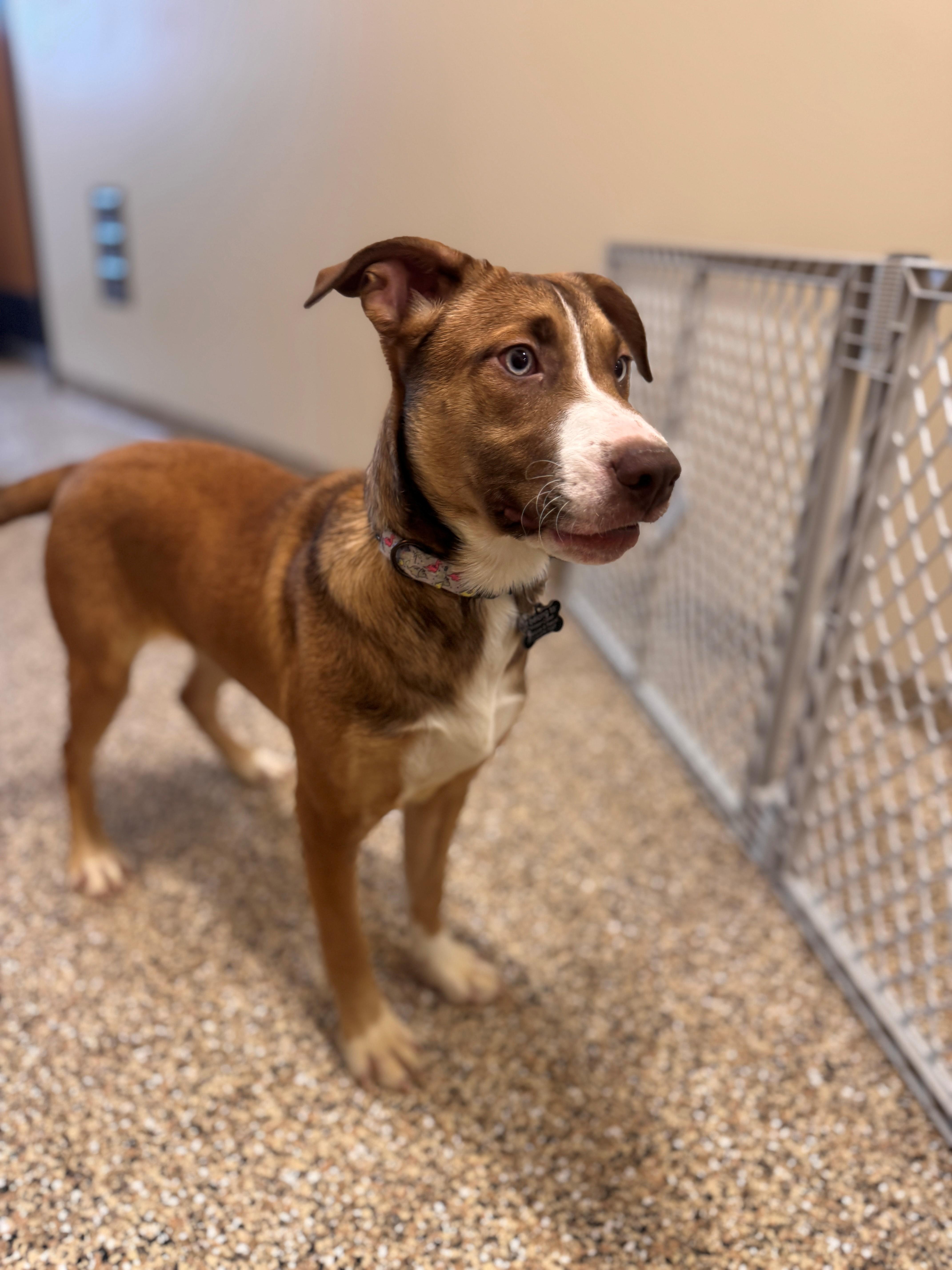 Enlarge Bolt, a ADOPTABLE mixed breed in Hackensack, MN image 2/6