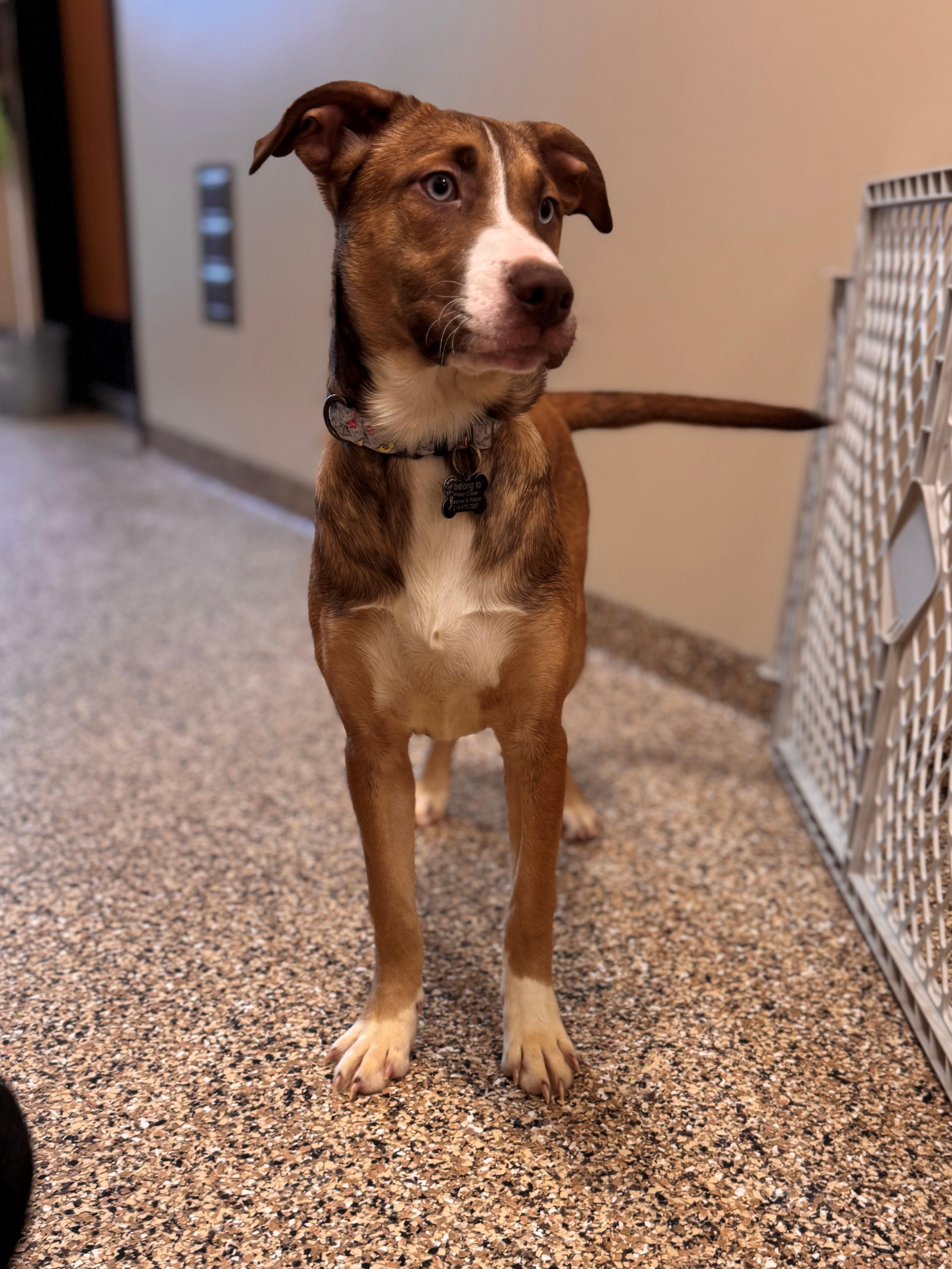 Enlarge Bolt, a ADOPTABLE mixed breed in Hackensack, MN image 4/6