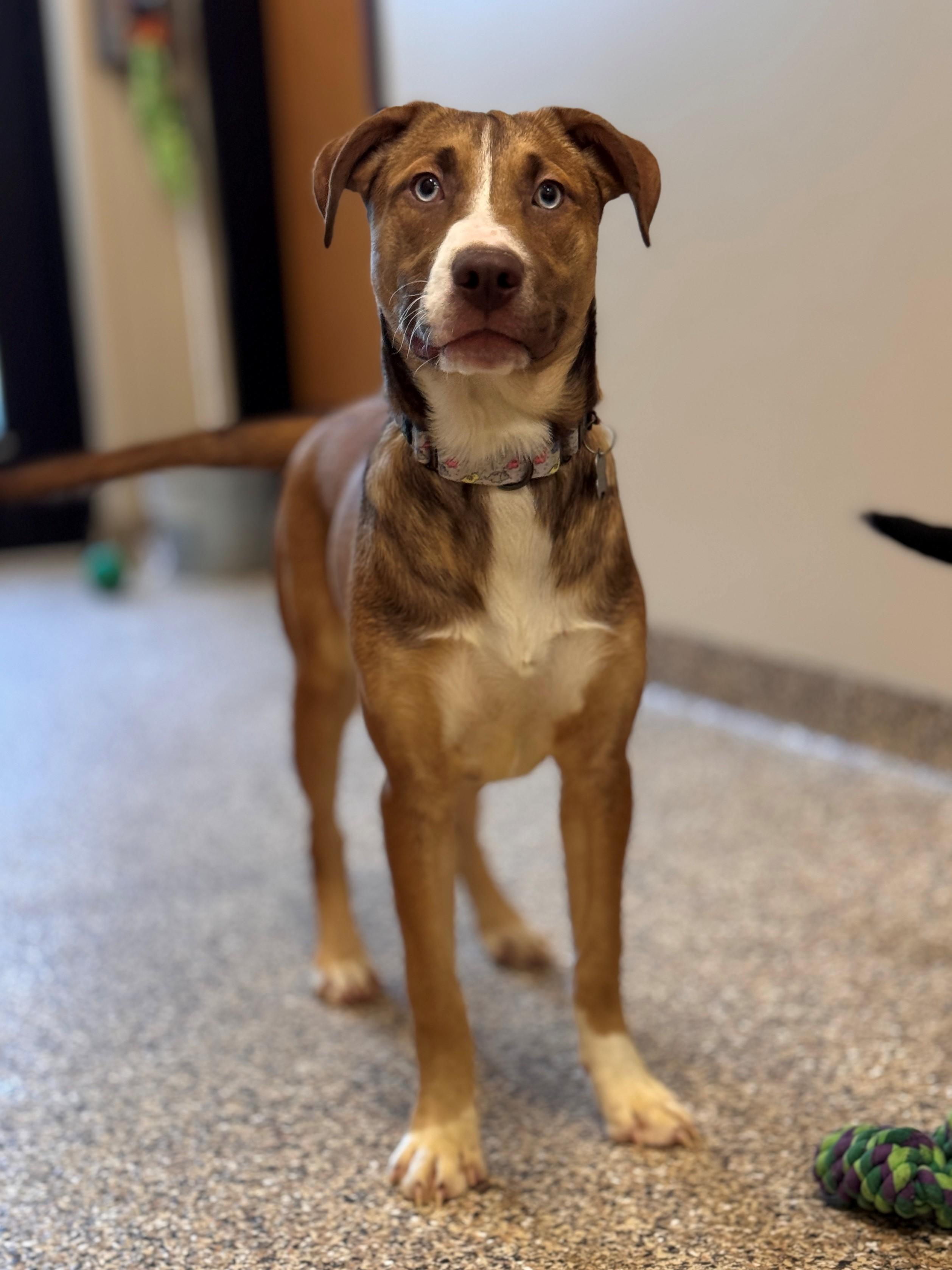 Enlarge Bolt, a ADOPTABLE mixed breed in Hackensack, MN image 6/6