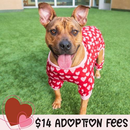 Tammy, Adoptable, Young Female Pit Bull Terrier.