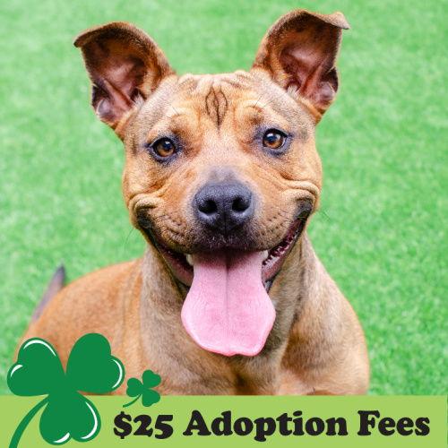 Tammy, Adoptable, Young Female Pit Bull Terrier.