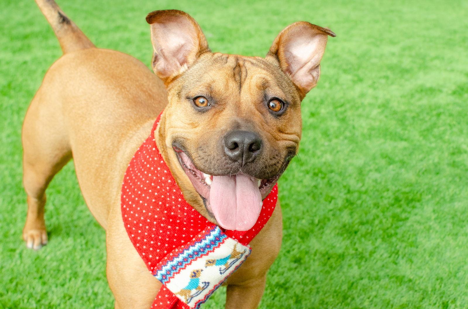 Tammy, Adoptable, Young Female Pit Bull Terrier.