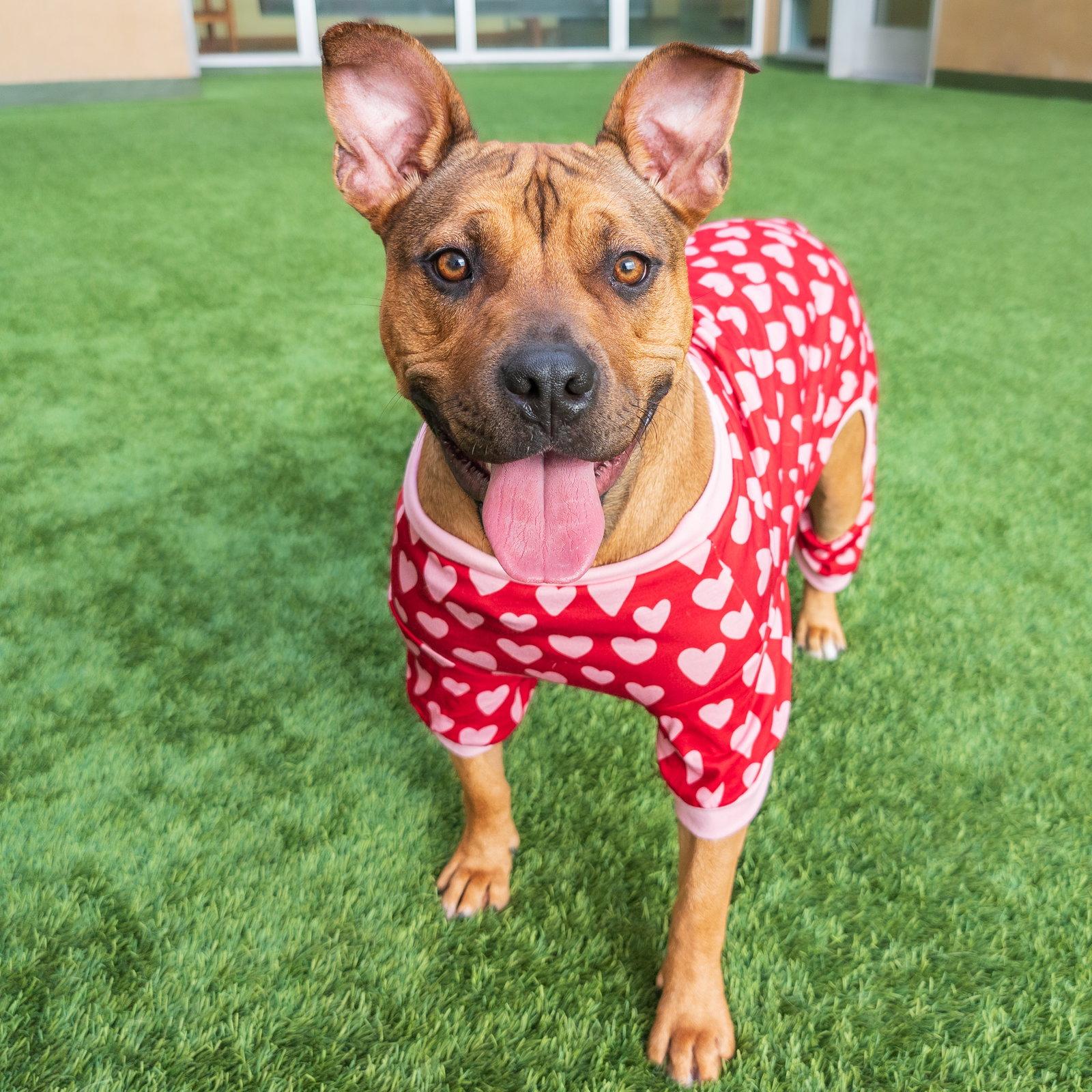 Tammy, Adoptable, Young Female Pit Bull Terrier.