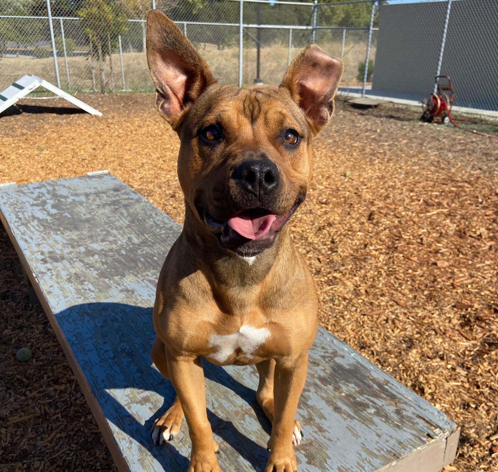 Enlarge Tammy, a Adoptable Pit Bull Terrier in Burlingame, CA image 2/3