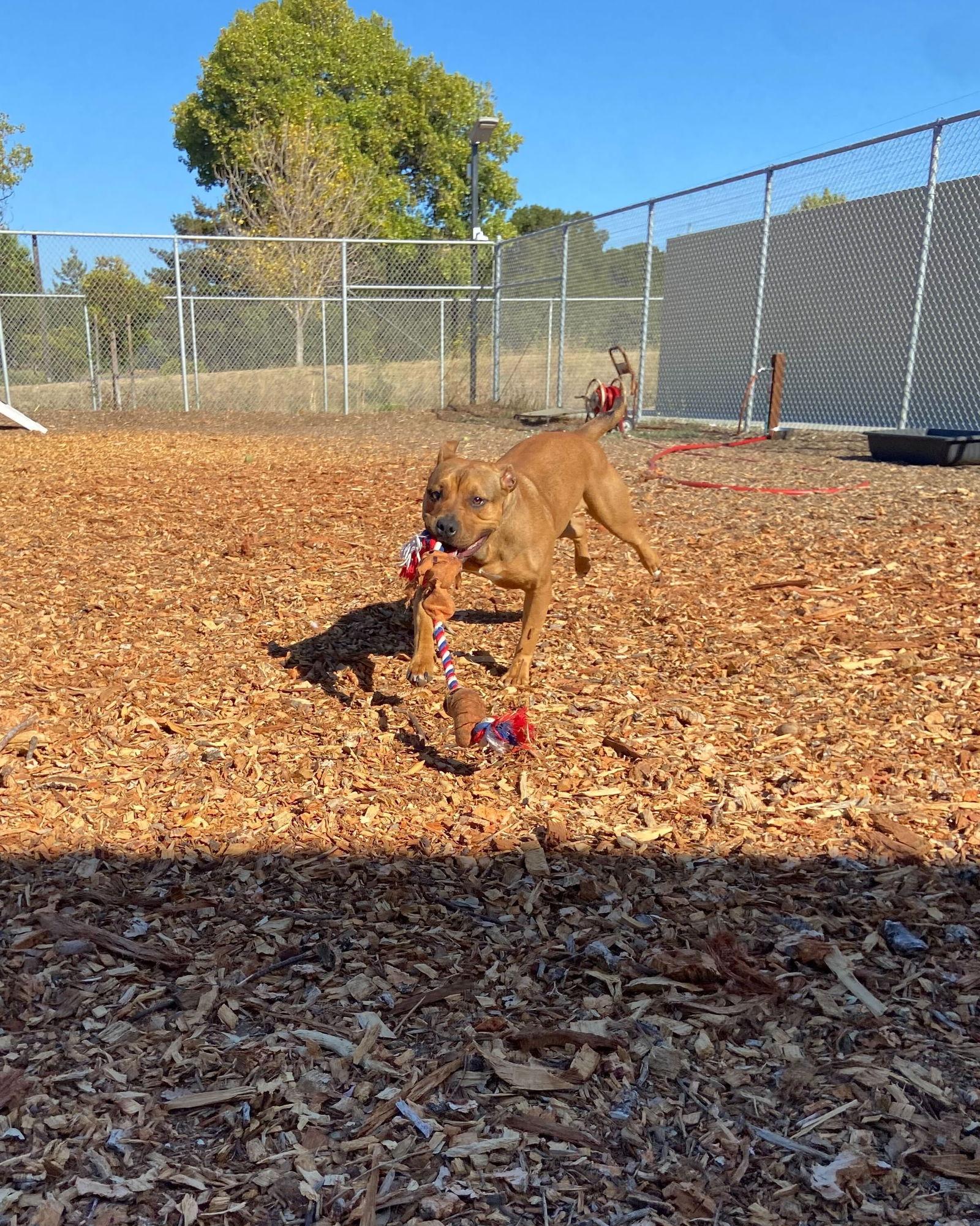 Enlarge Tammy, a Adoptable Pit Bull Terrier in Burlingame, CA image 3/3