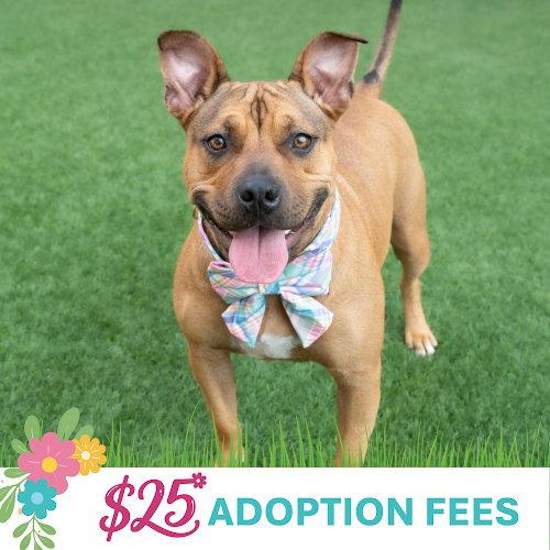 Enlarge Tammy, a Adoptable Pit Bull Terrier in Burlingame, CA image 3/3