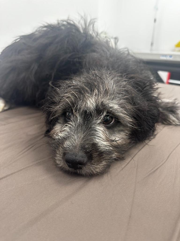 Stinkbug, Adopted, Puppy Male Shih Tzu.