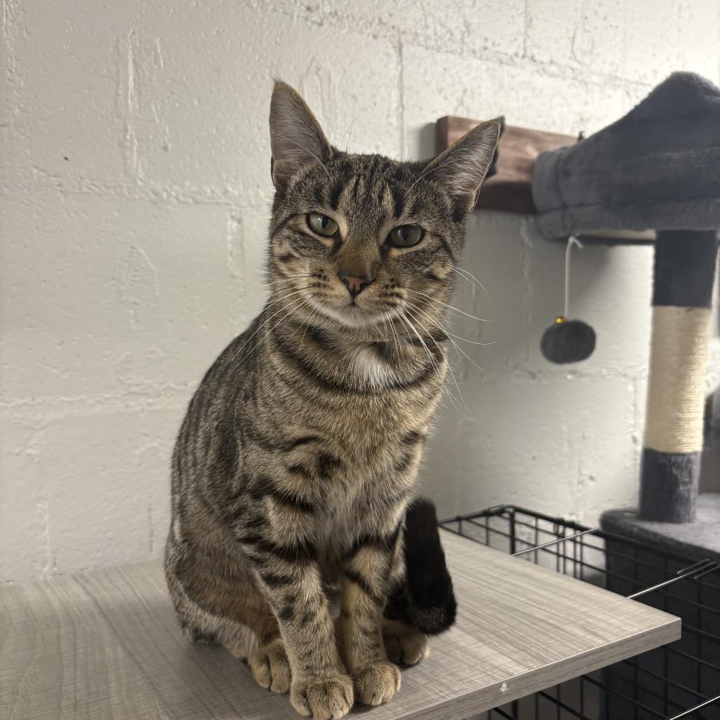 Pumpkin, Adoptable, Young Female Domestic Short Hair.