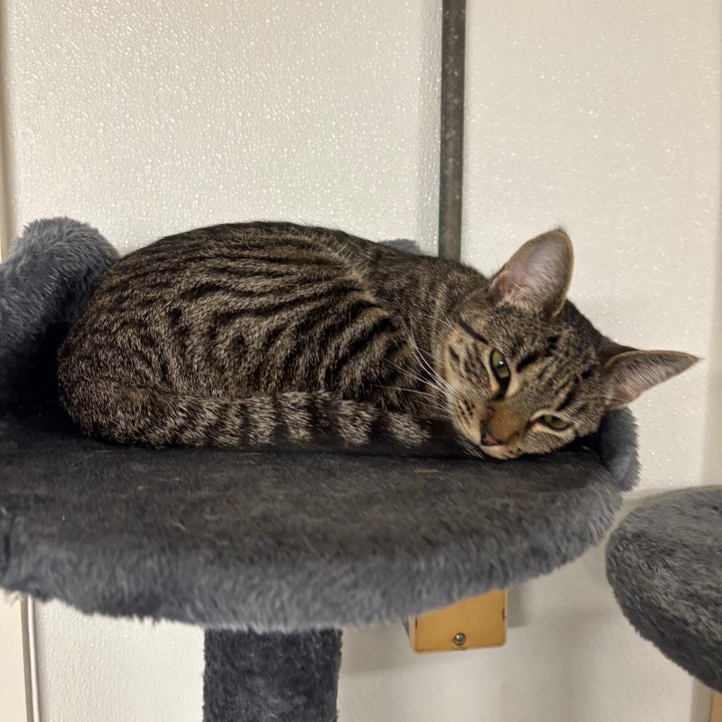 Pumpkin, Adoptable, Young Female Domestic Short Hair.