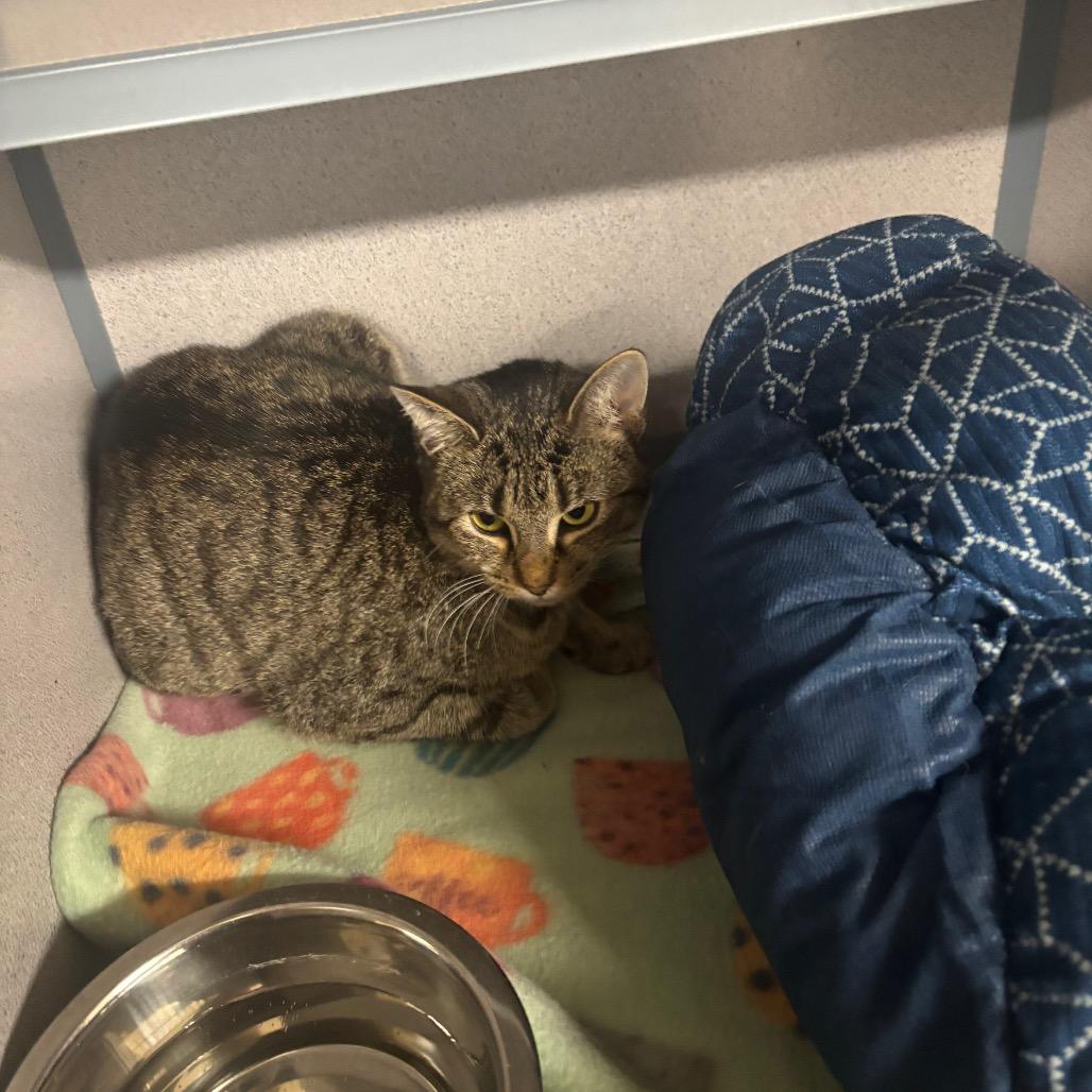 Enlarge Pumpkin, a Adoptable Domestic Short Hair in Greenville, PA image 2/6