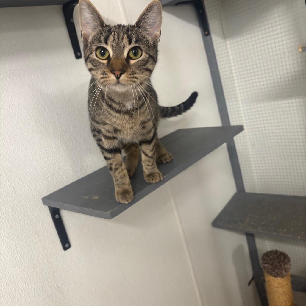 Enlarge Pumpkin, a Adoptable Domestic Short Hair in Greenville, PA image 3/6