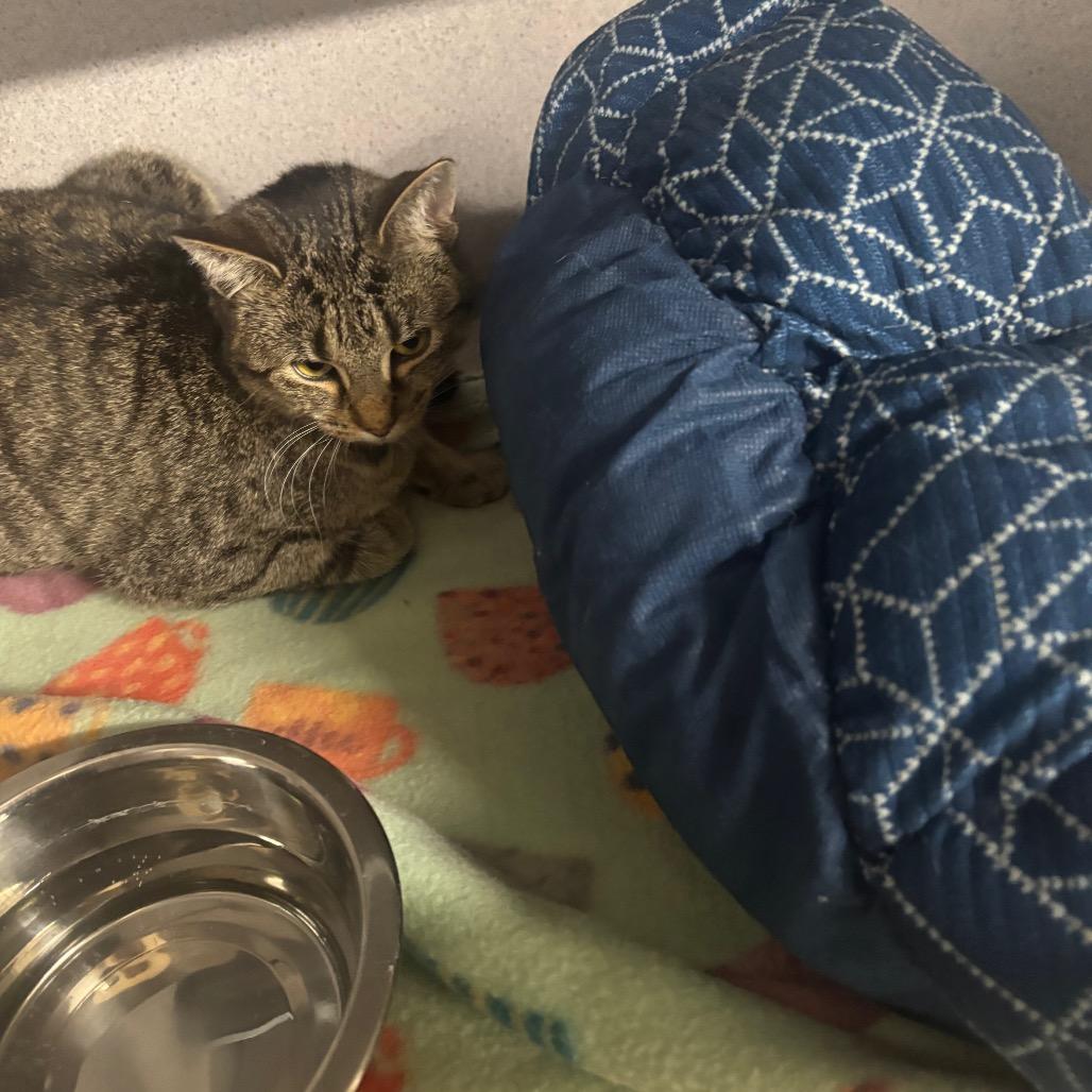 Enlarge Pumpkin, a Adoptable Domestic Short Hair in Greenville, PA image 4/6