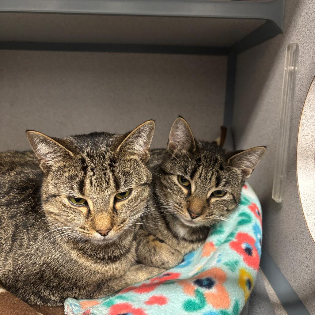 Enlarge Pumpkin, a Adoptable Domestic Short Hair in Greenville, PA image 5/6